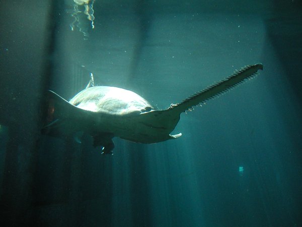 Sawfish
