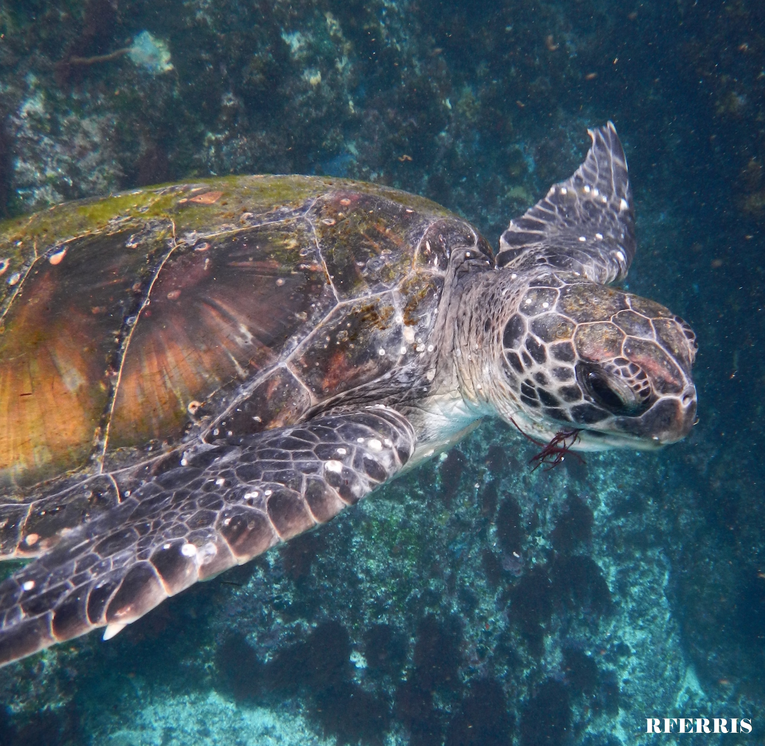 Turtle