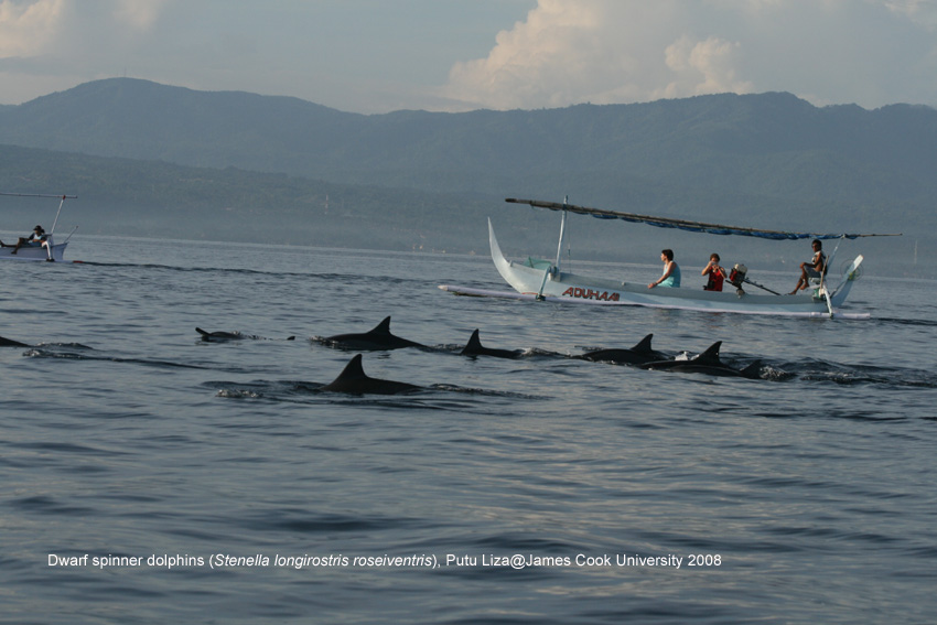 Boats and dolphins