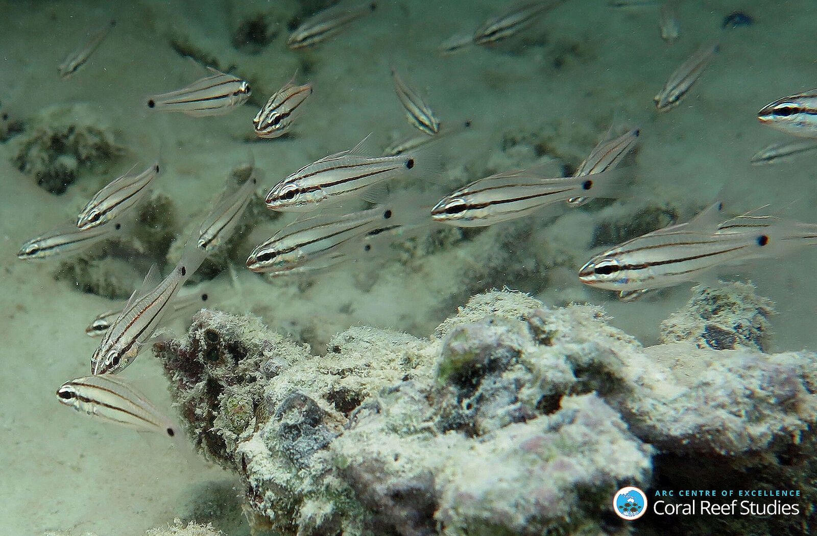 Adult cardinal fish