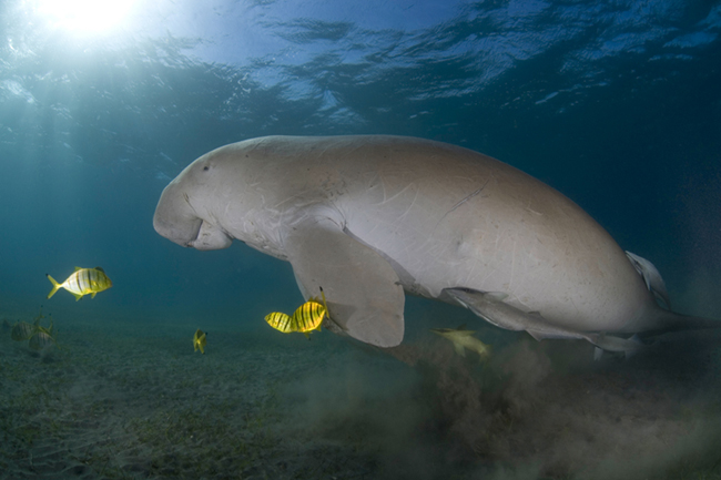 Dugong