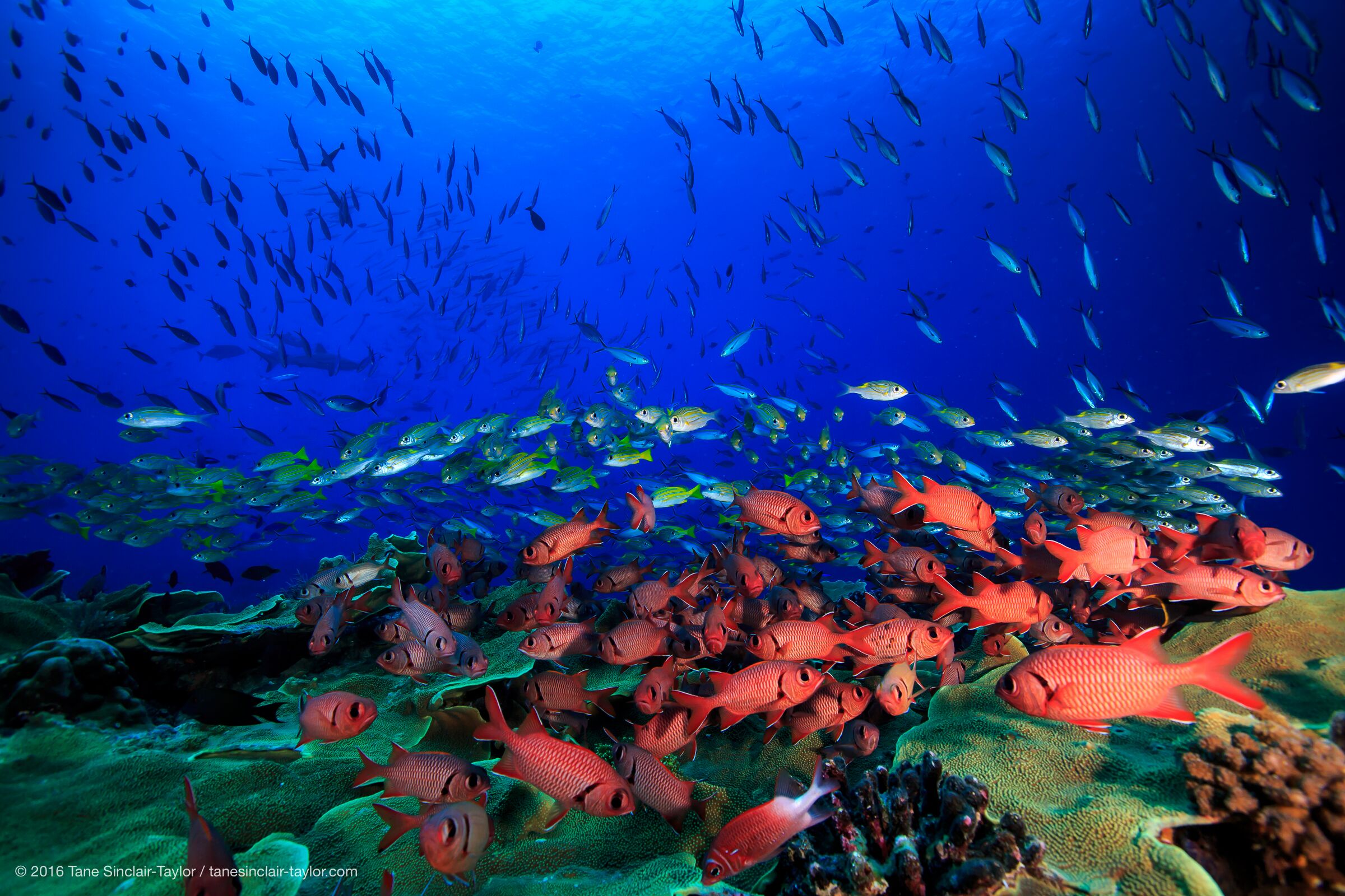 Coral reef