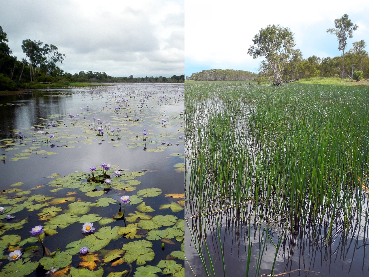 Wetland repair