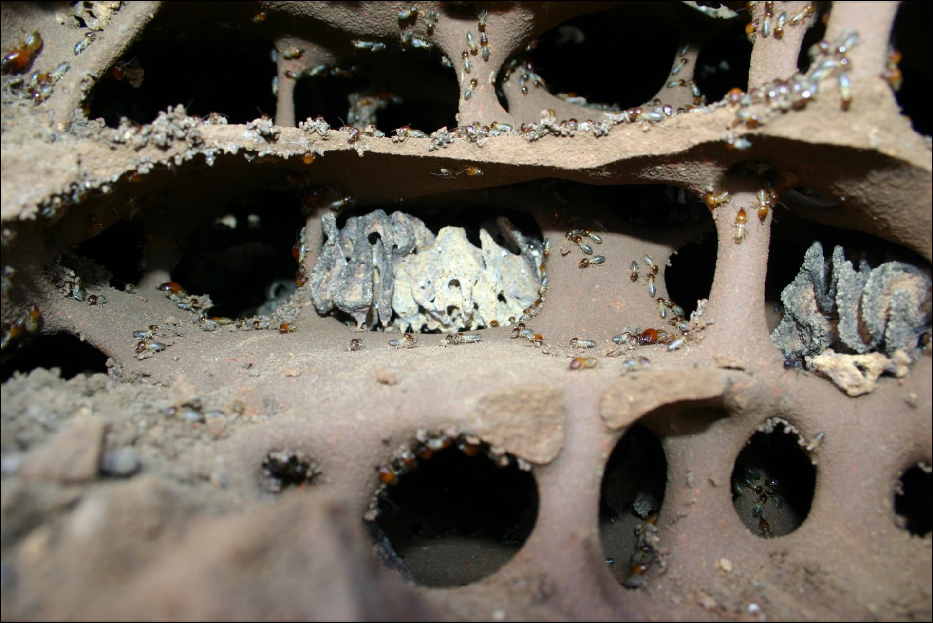 Termites