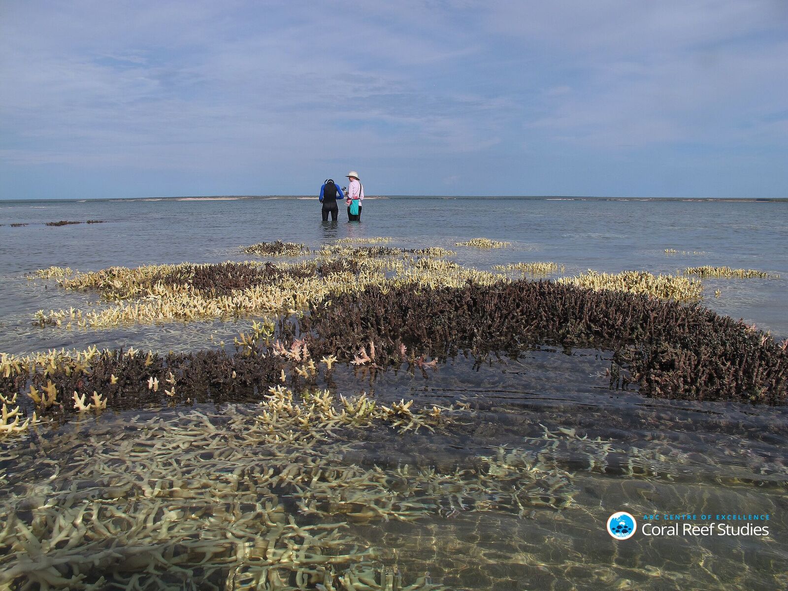 Dead Coral