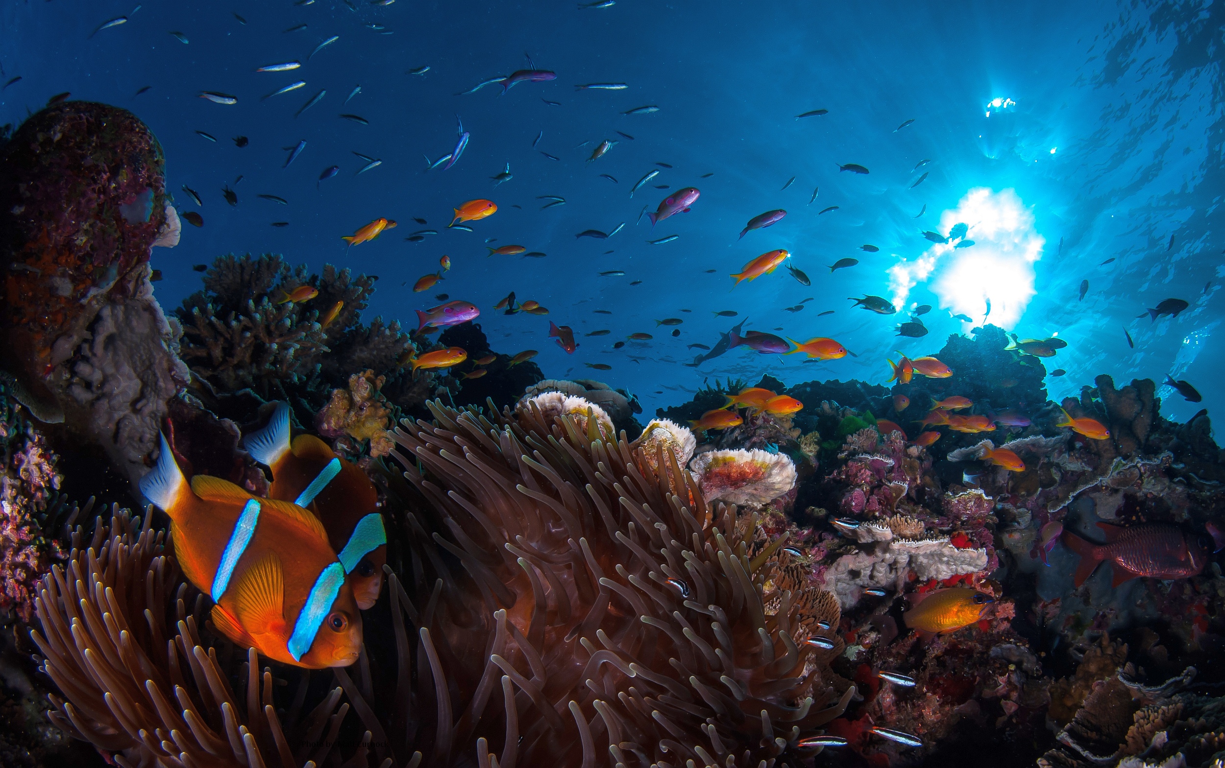 Reef picture