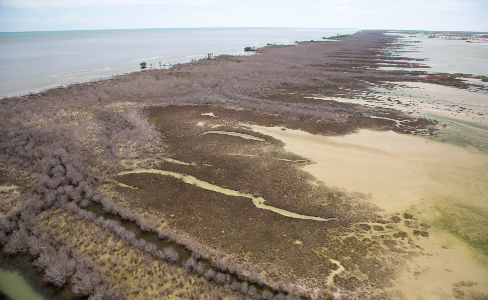 aerial shot of dying mangrove forest. 