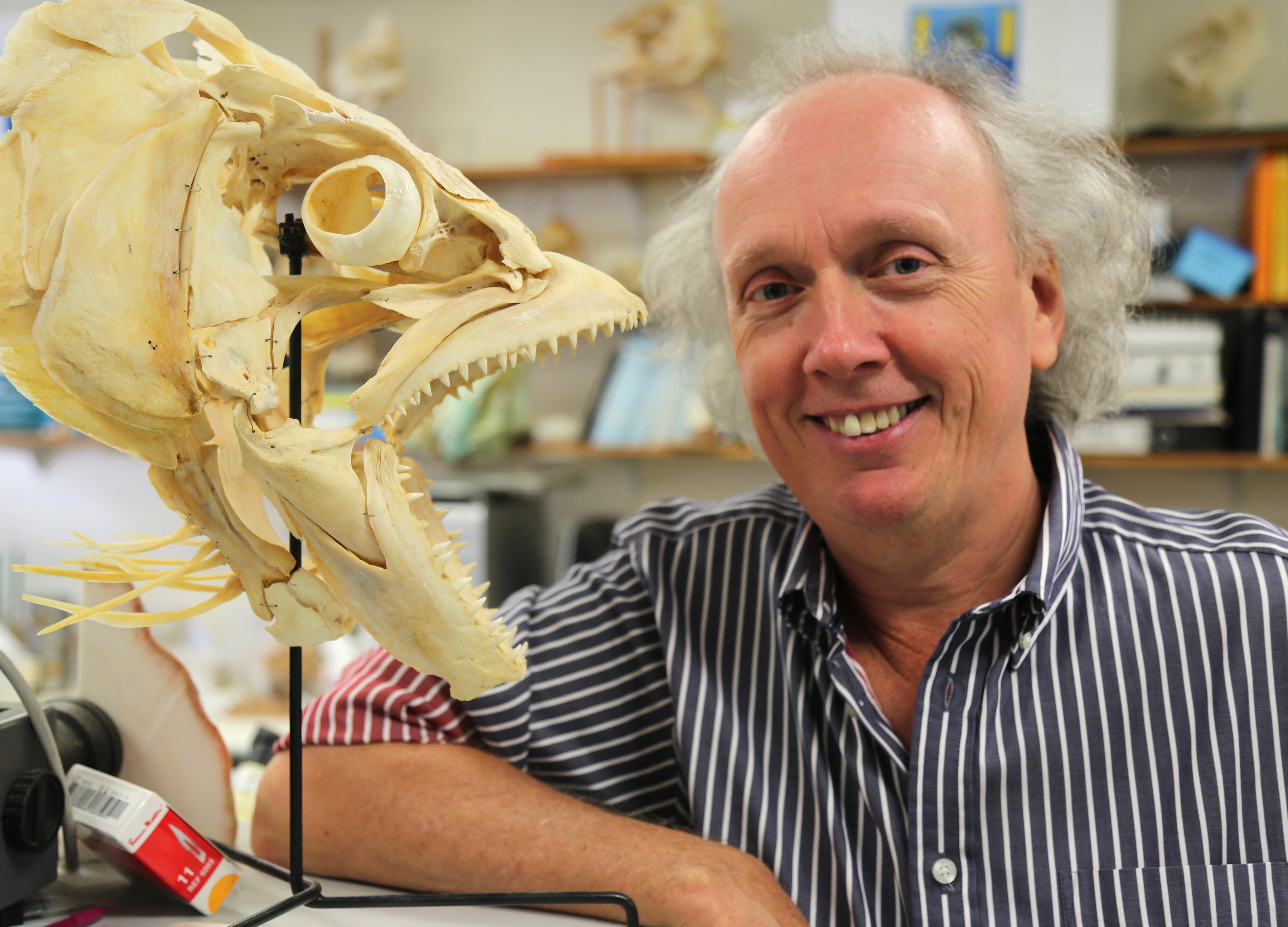 Distinguished Professor David Bellwood