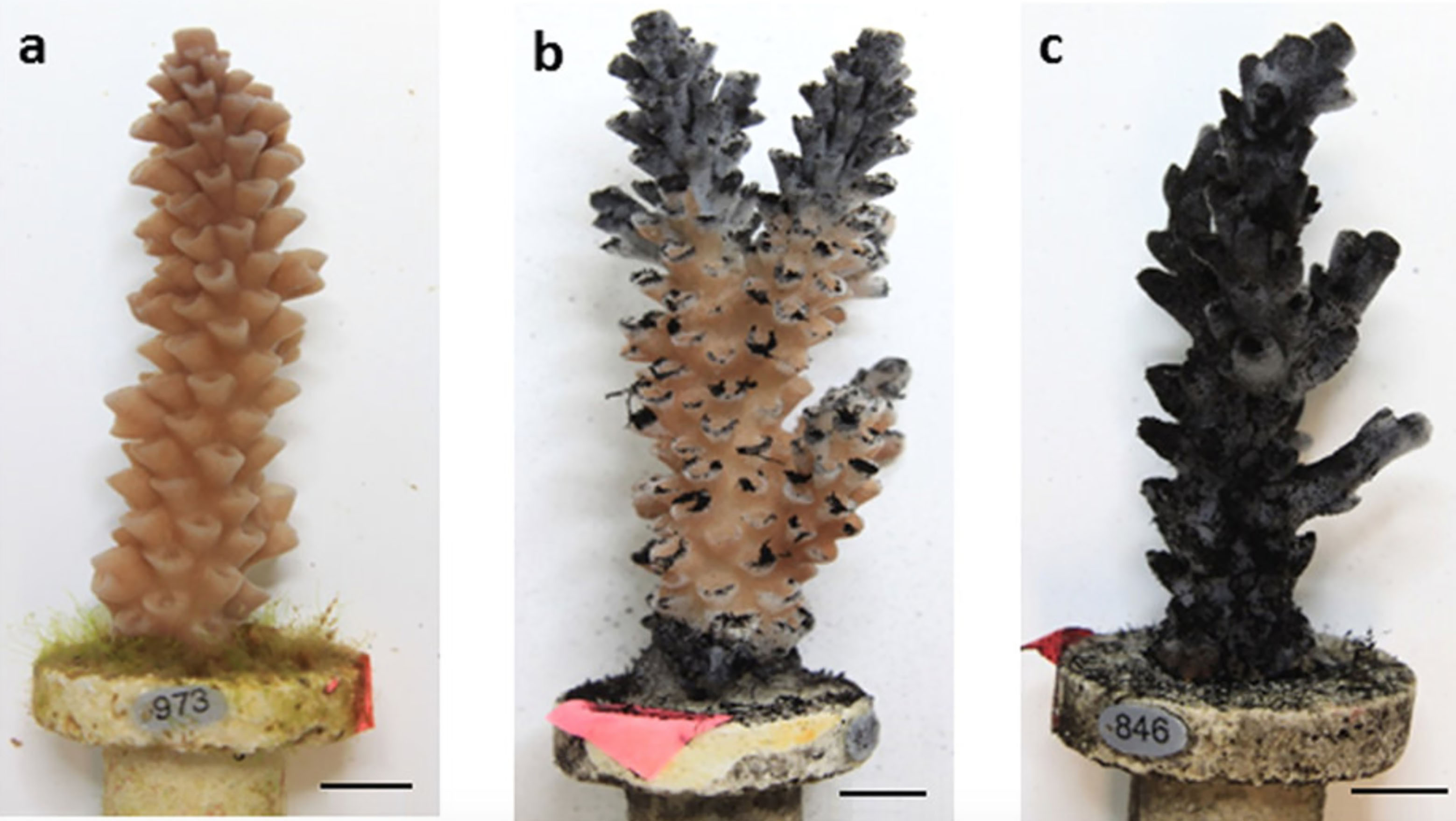 What happens when coral is exposed to coal