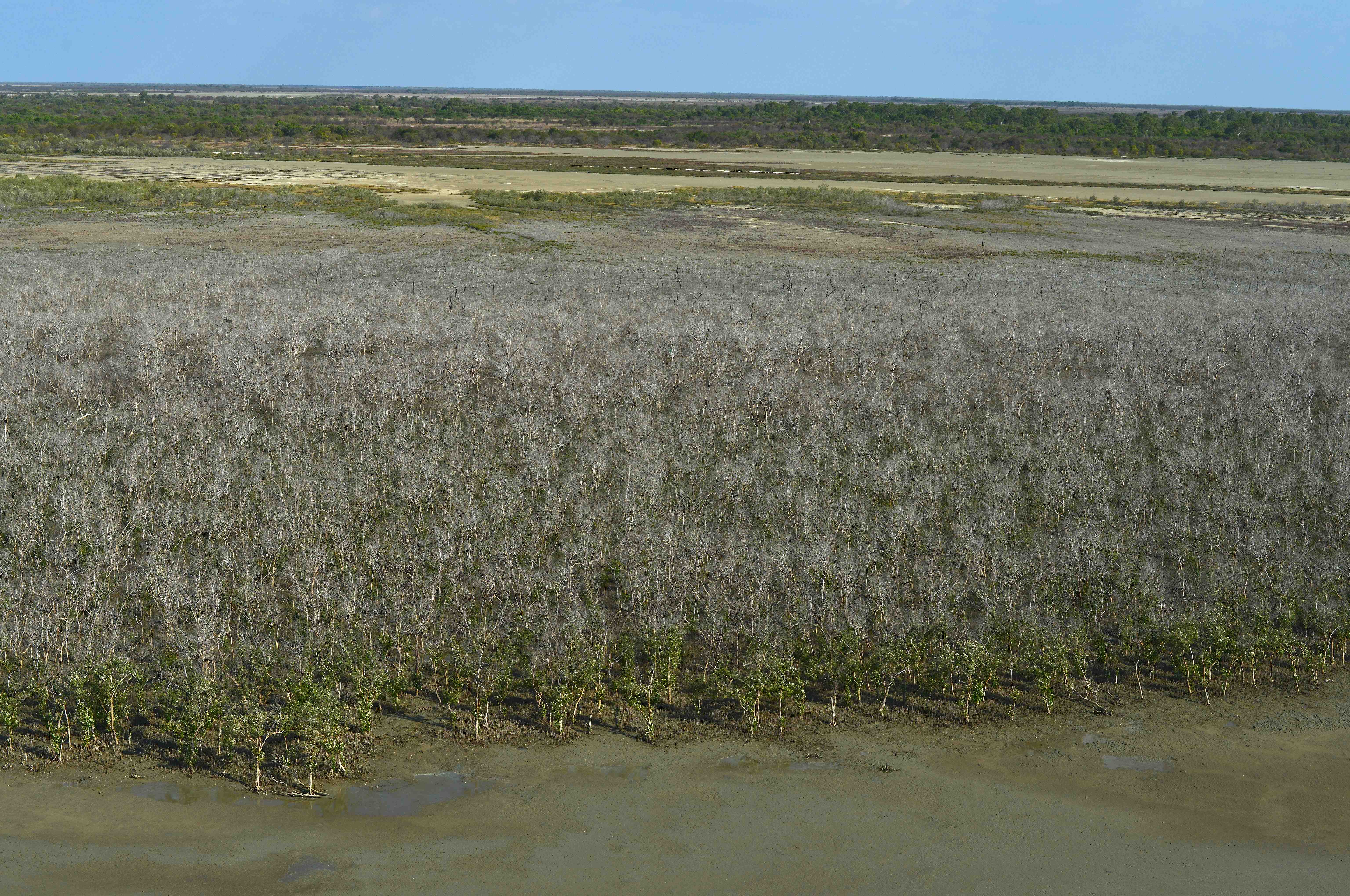 Mangrove dieback