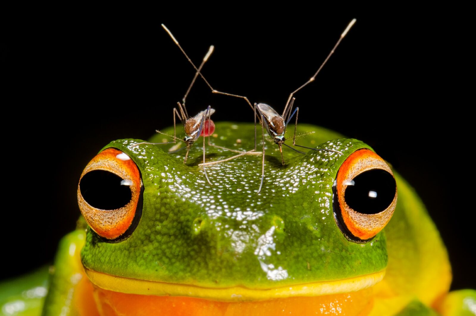 Frog with mosquitos