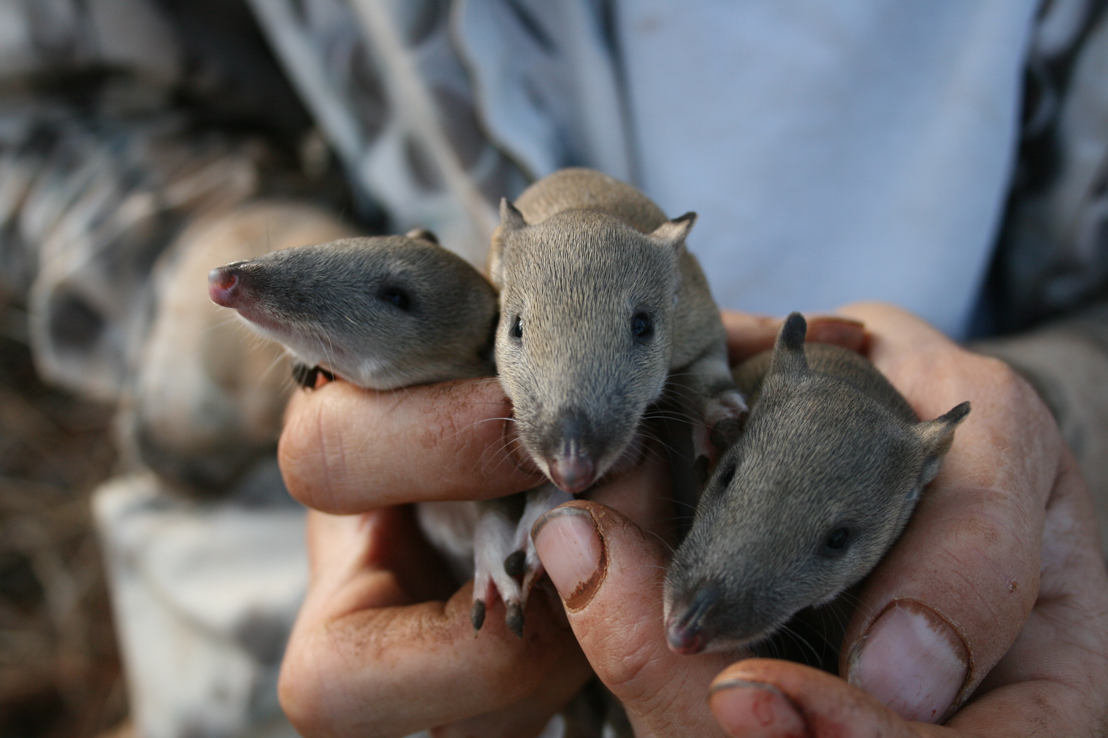 Bandicoots