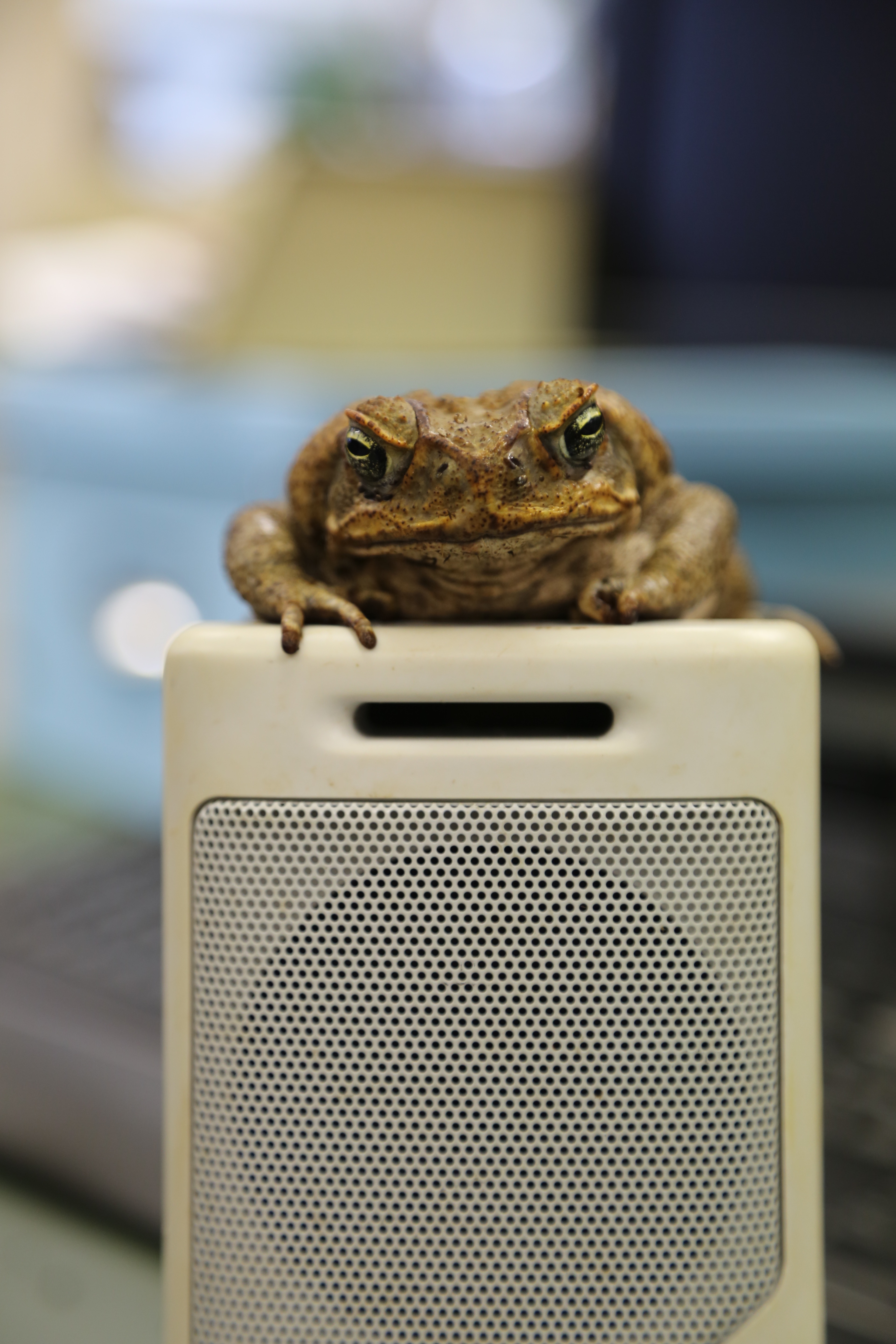Cane toad