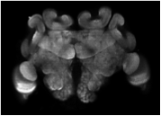 Ant brain
