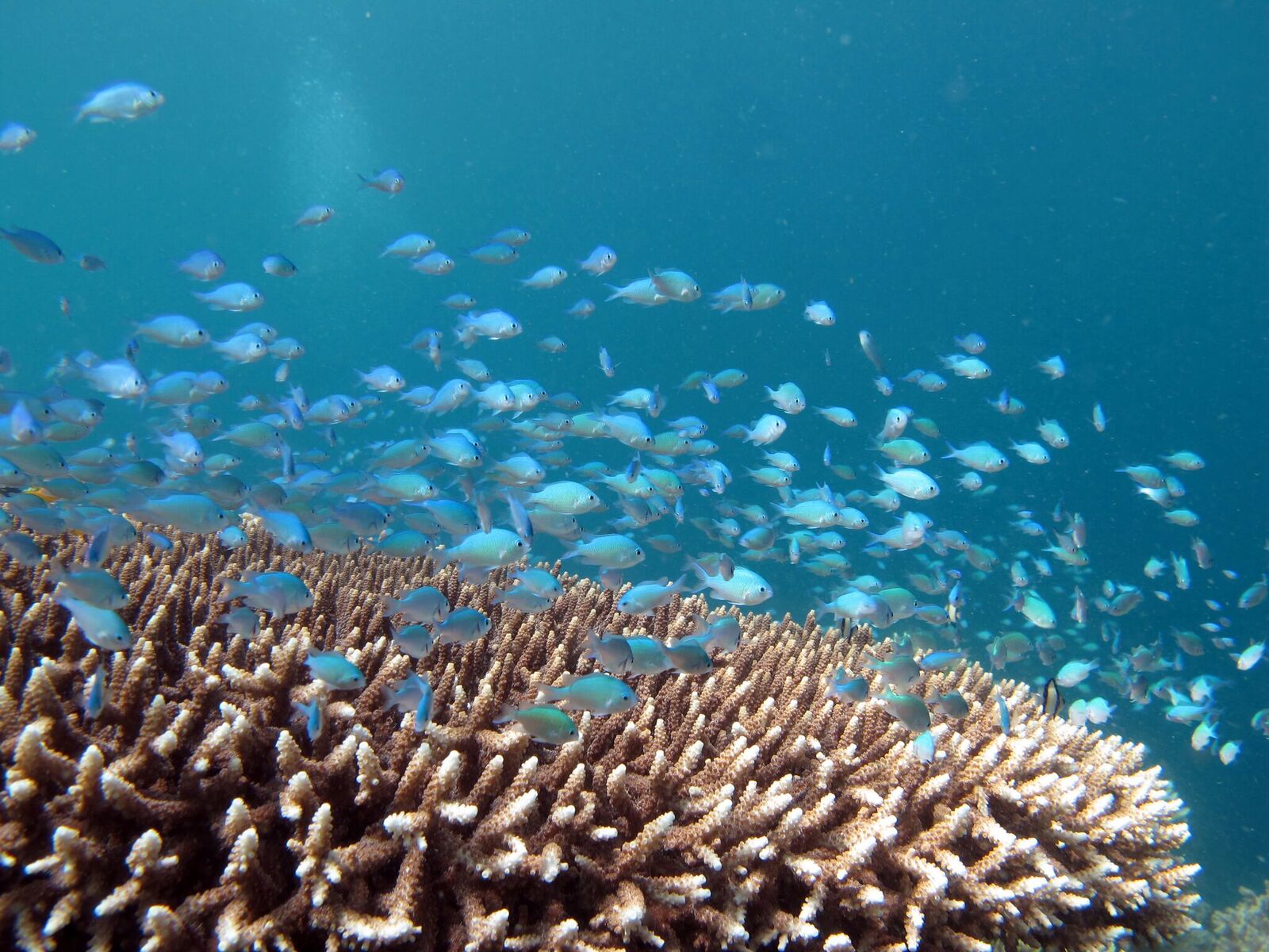 Blue-green damselfish