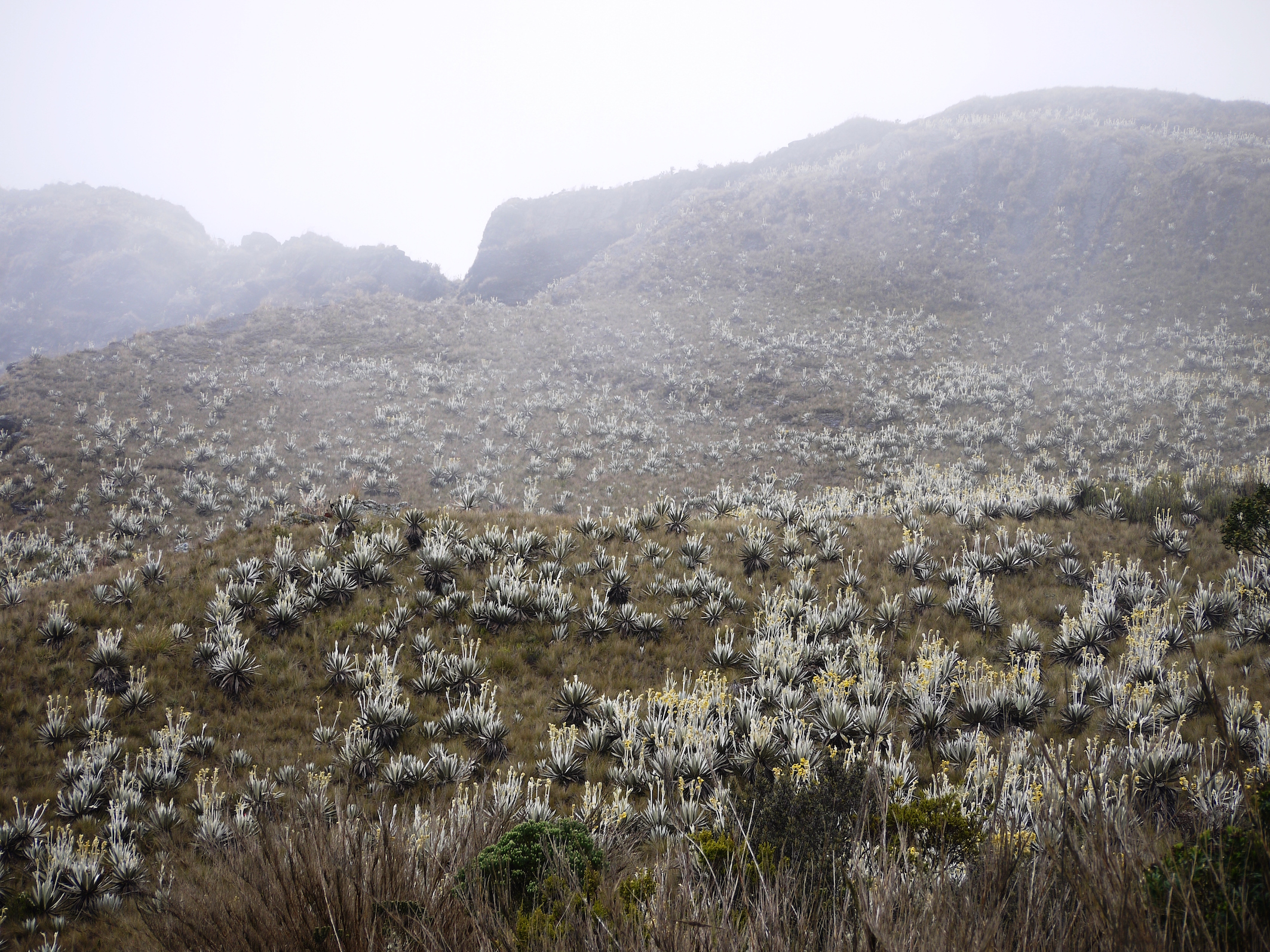 Altiplano wilderness
