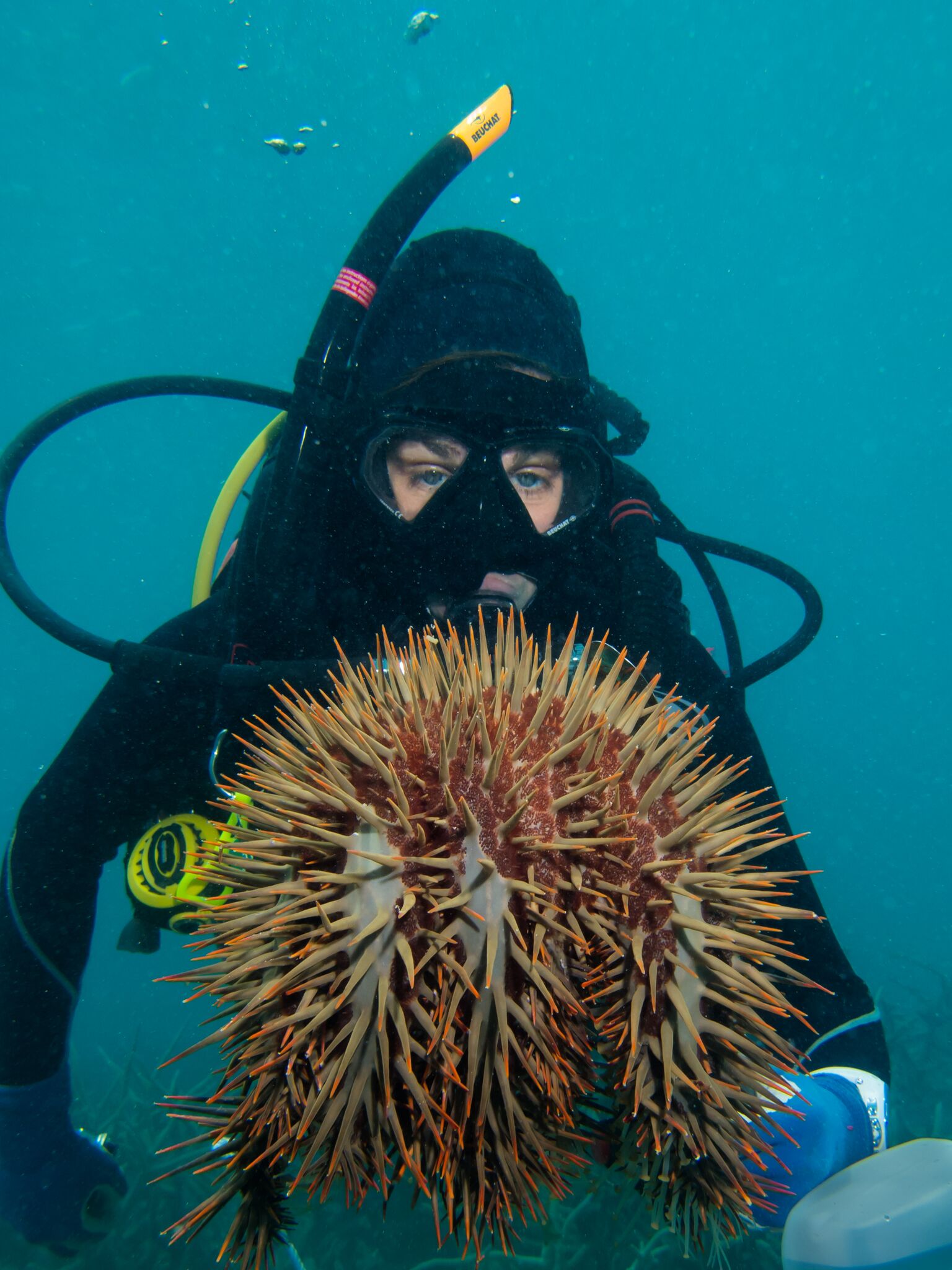 Diver with CoTS