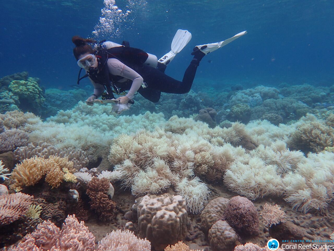 A diver taking notes underwater, just above bleached coral. 