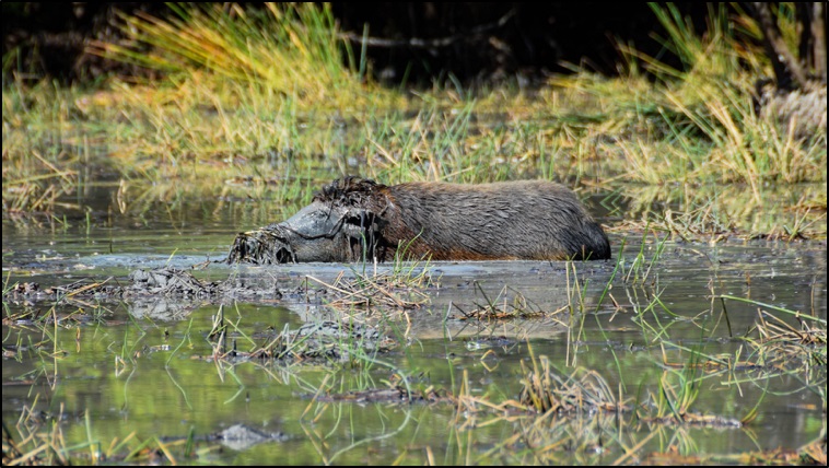Pig in a wetland
