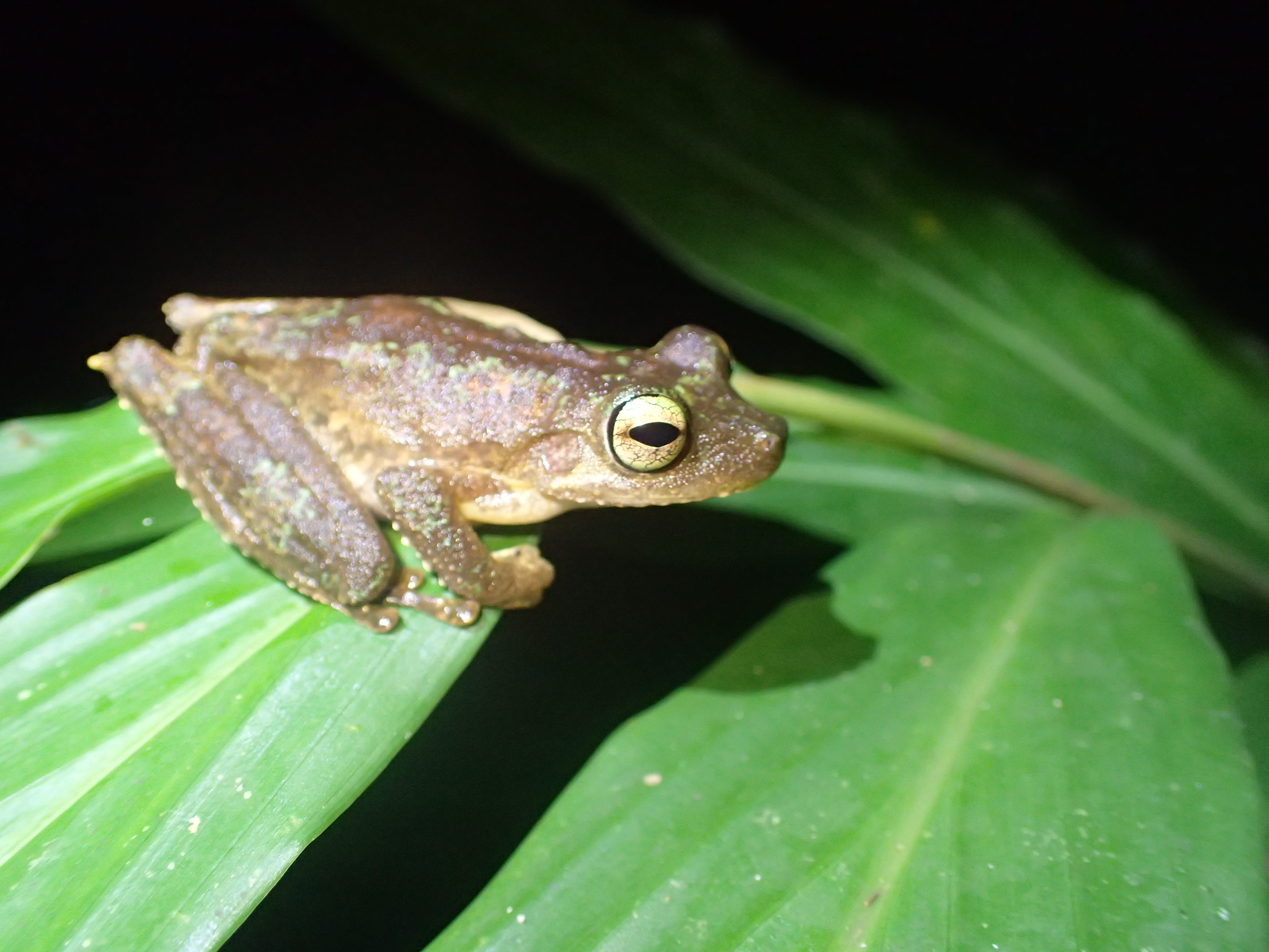Frog