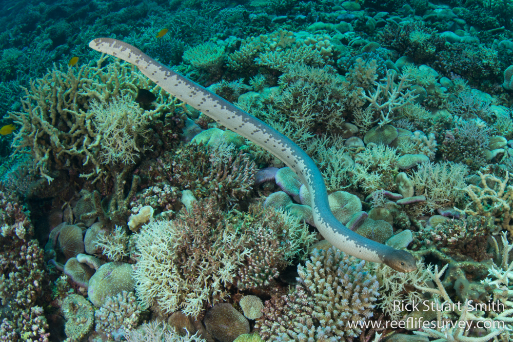 Sea snake