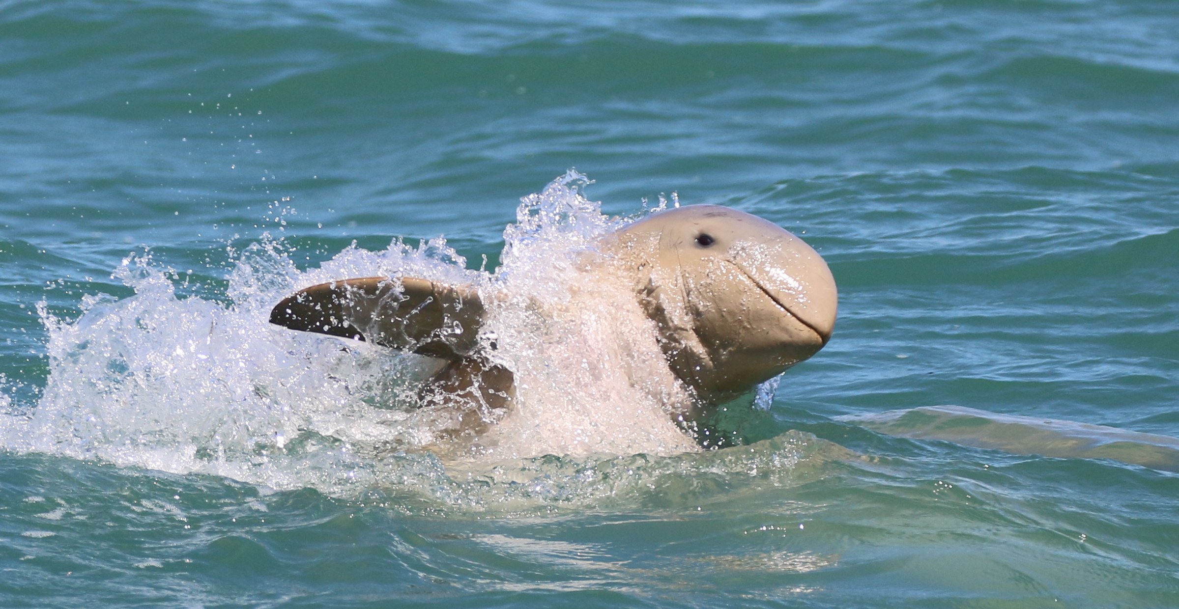 Snubfin dolphin