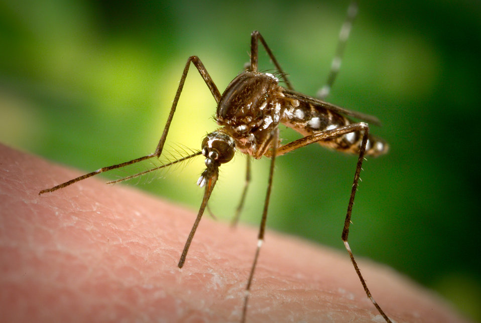 Mosquito