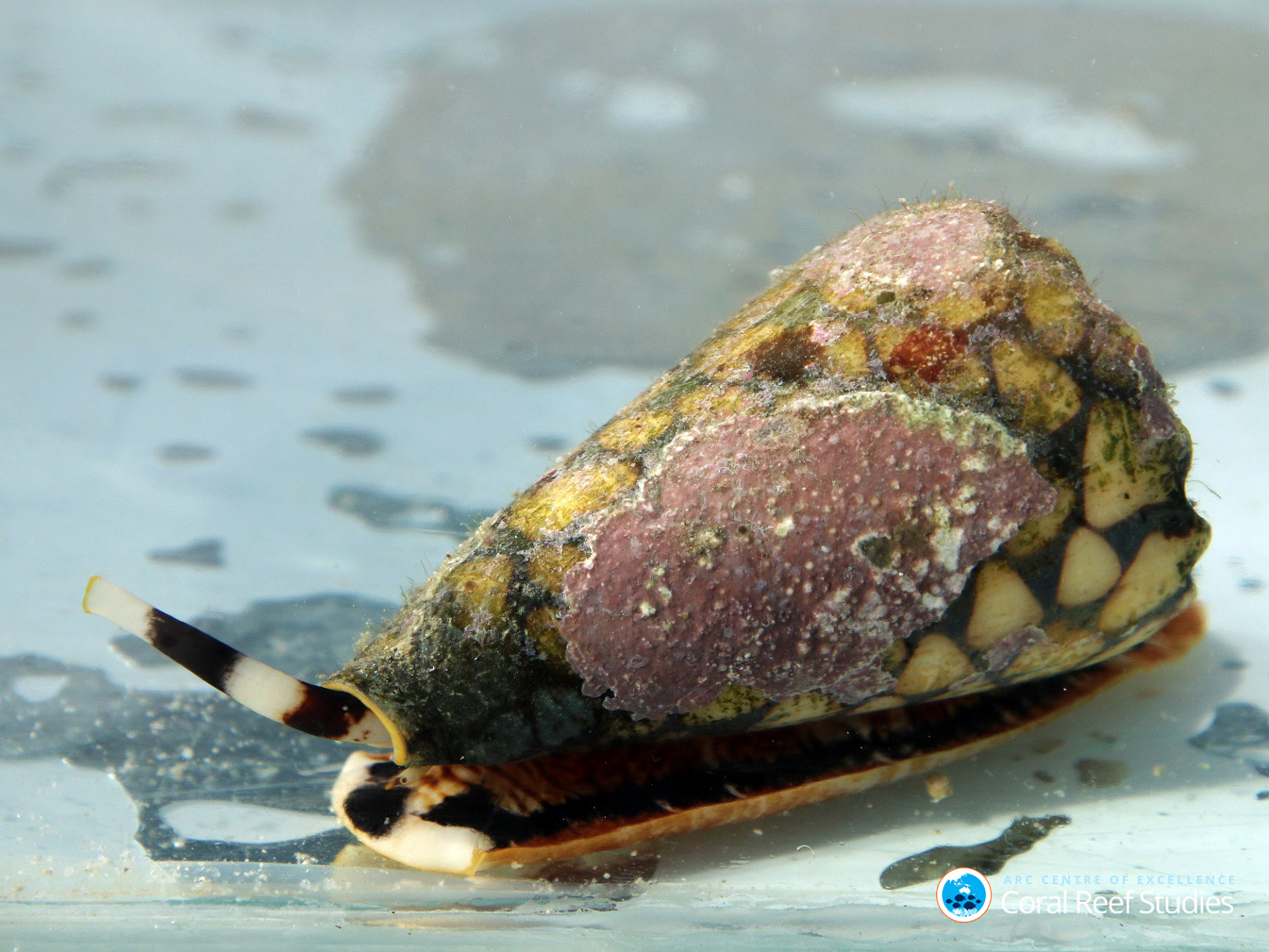 Cone snail