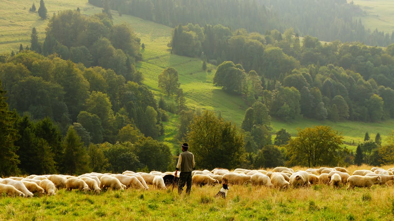 Farm