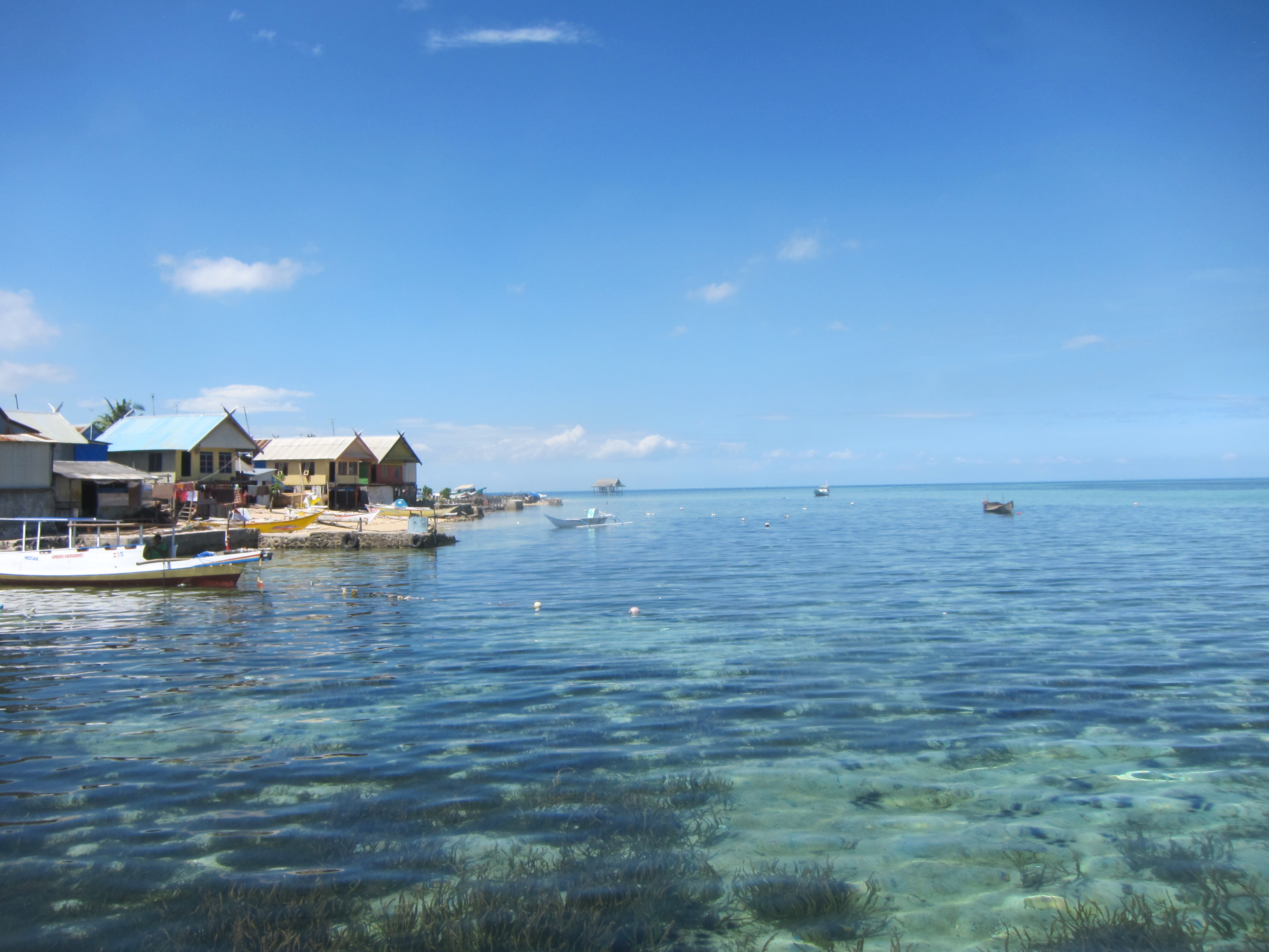 Seagrass meadows
