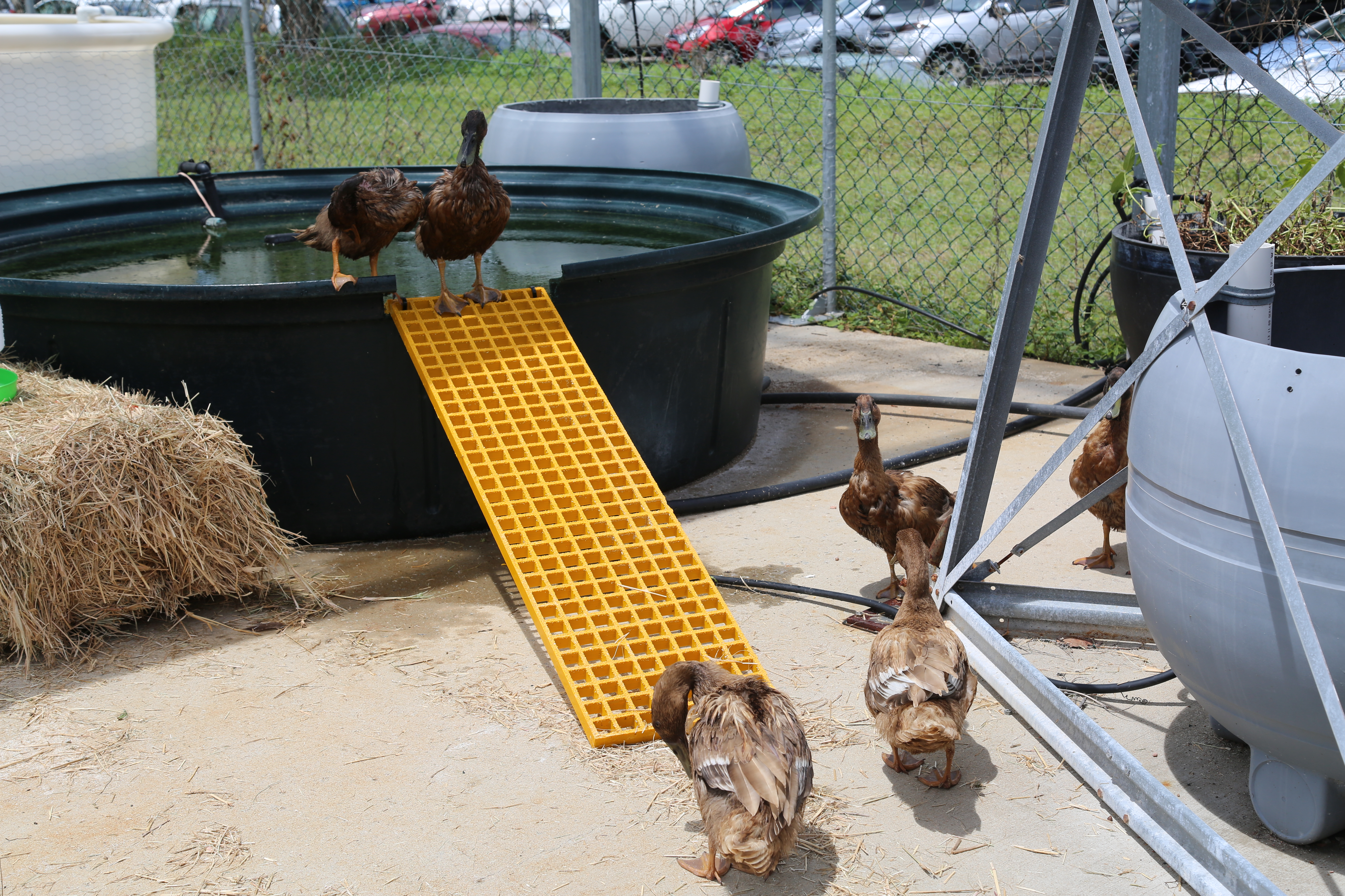 Integrated agri-aqua system at JCU