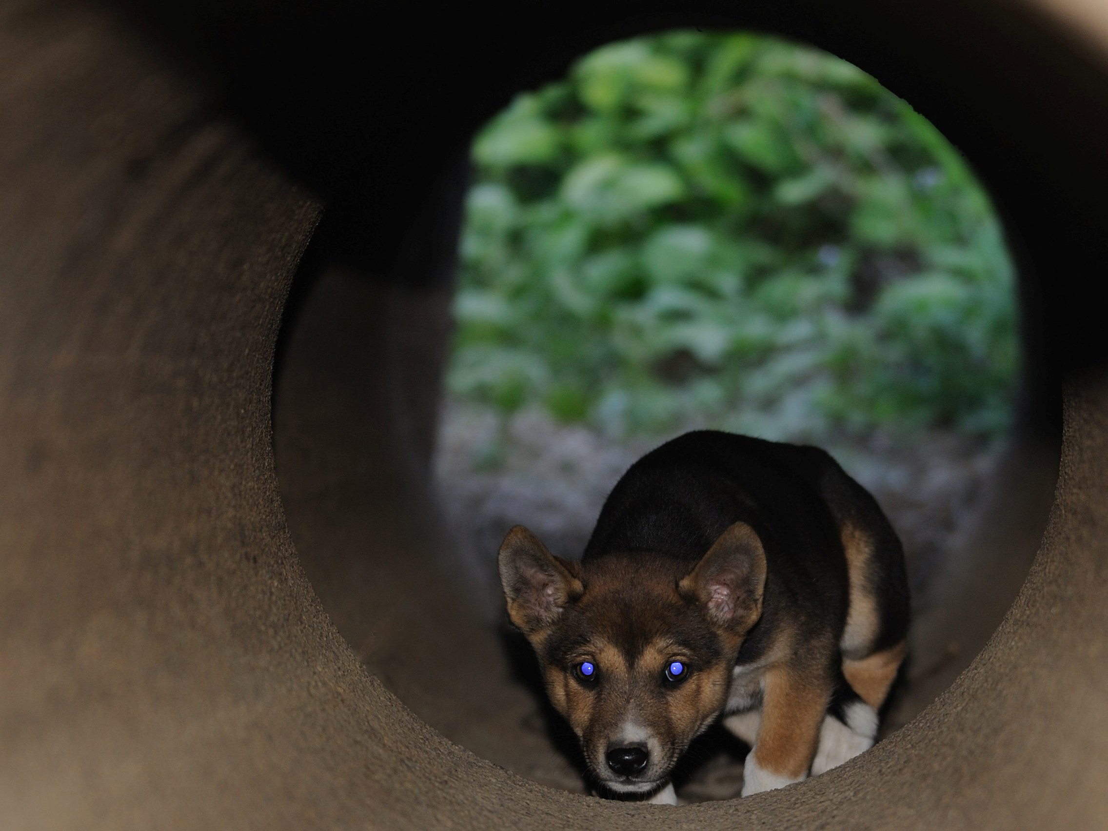 Dingo pup