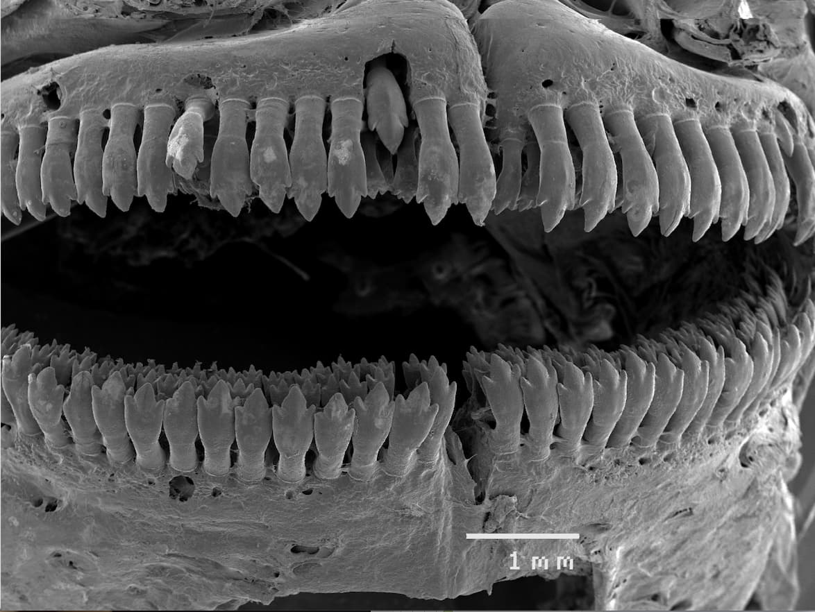 Fish closeup