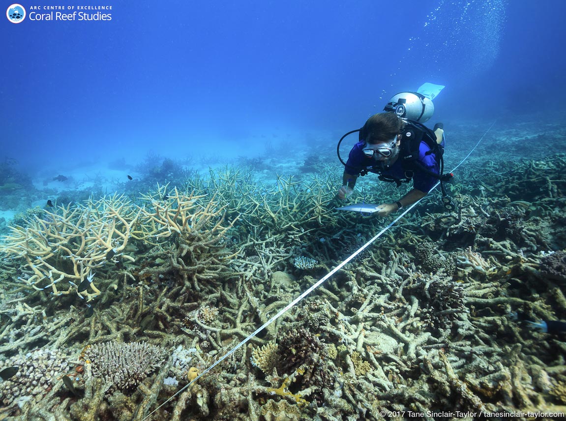 Scientists measure coral mortality, northern Great Barrier Reef, October 2016. Image: Tane Sinclair-Taylor