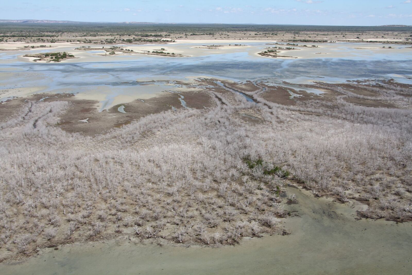 Mangrove dieback