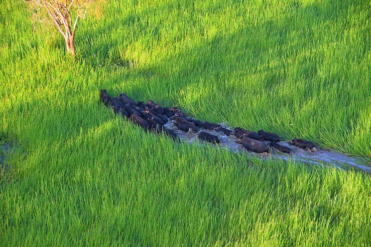 Pigs on a coastal flood plain