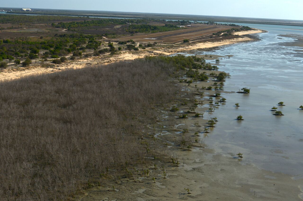 Mangrove dieback, Norman River