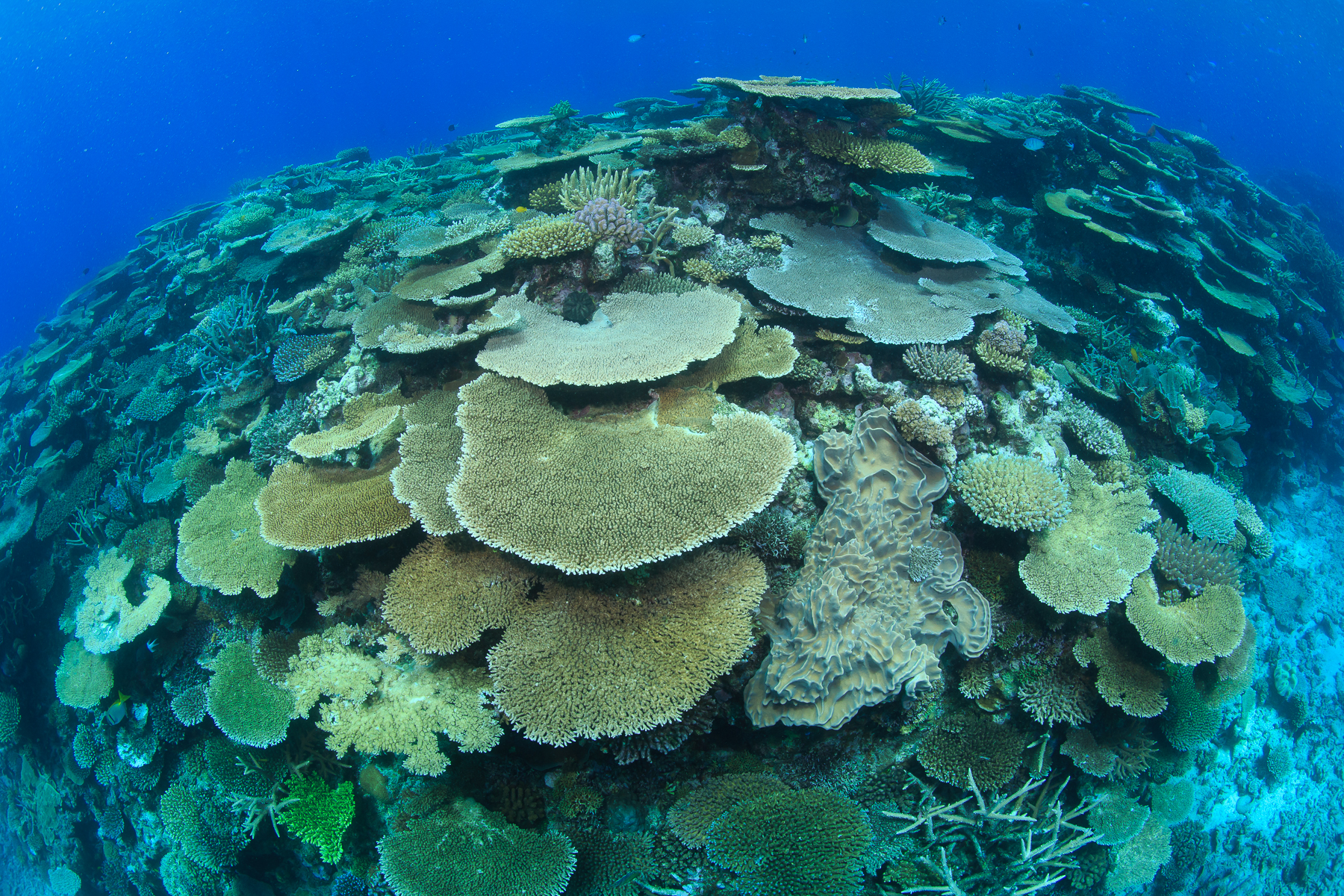 Complex reef structure on the Great Barrier Reef by Tane Sinclair-Taylor