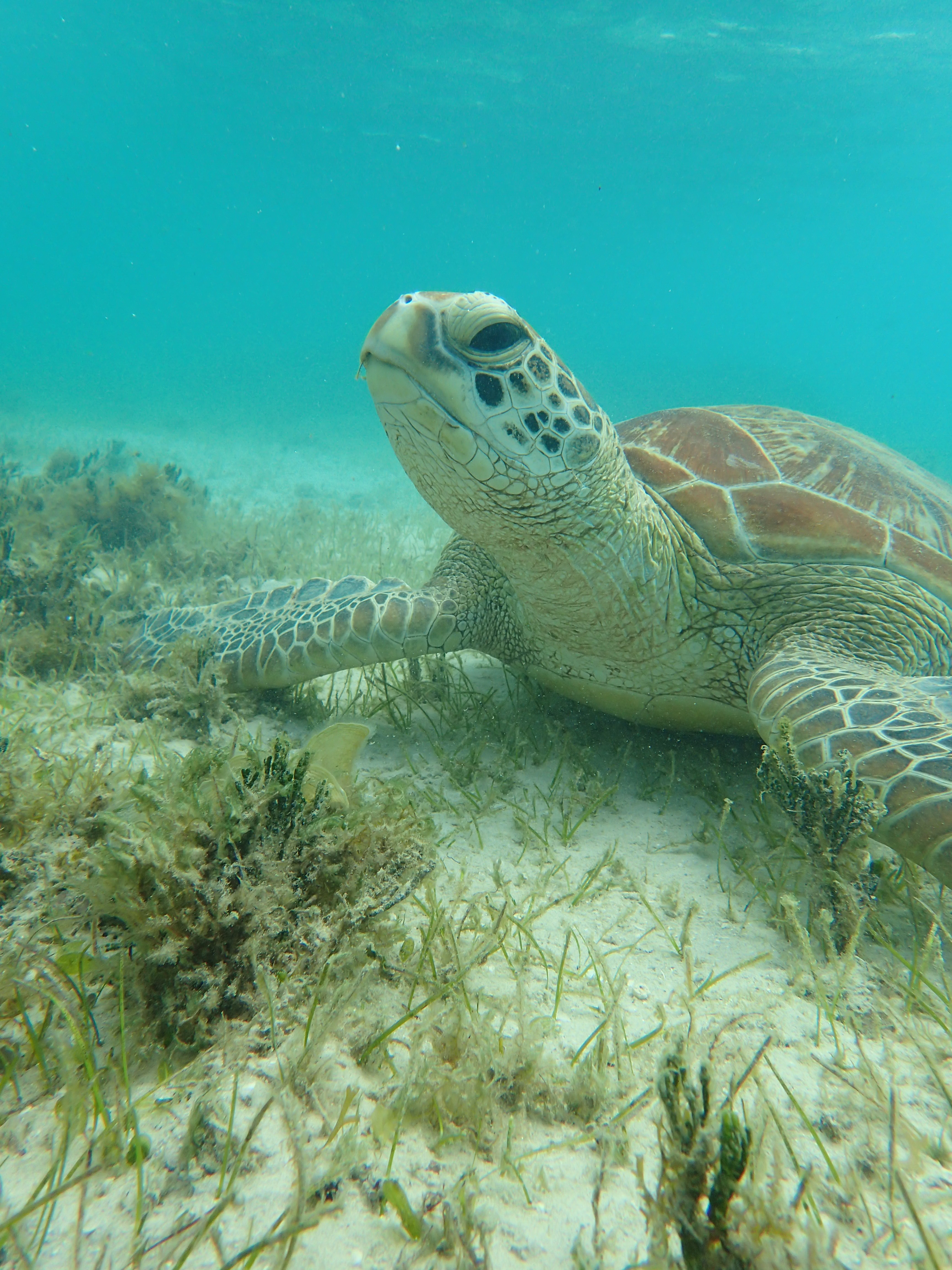 Turtle