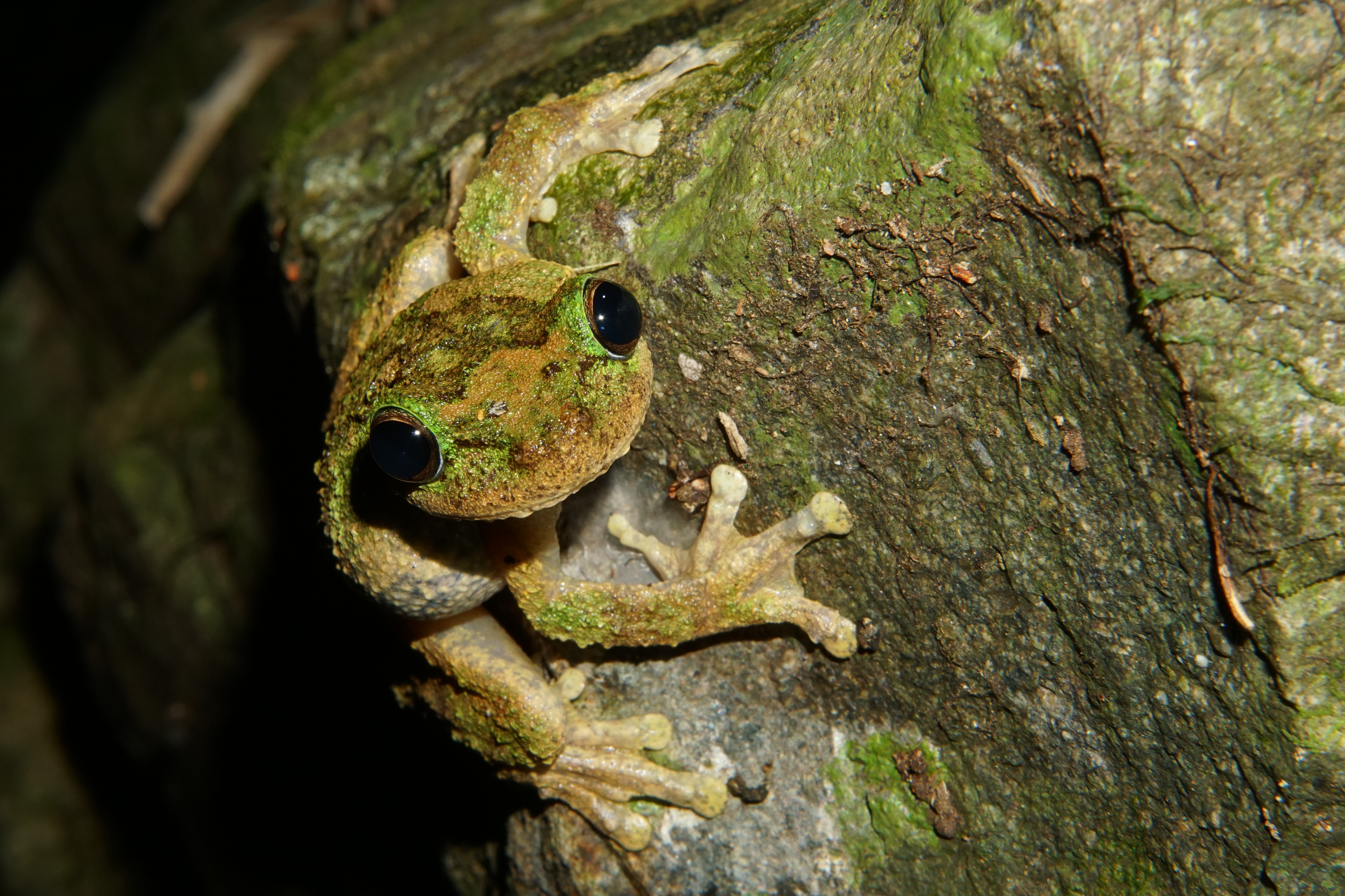 Green-eyed tree frog