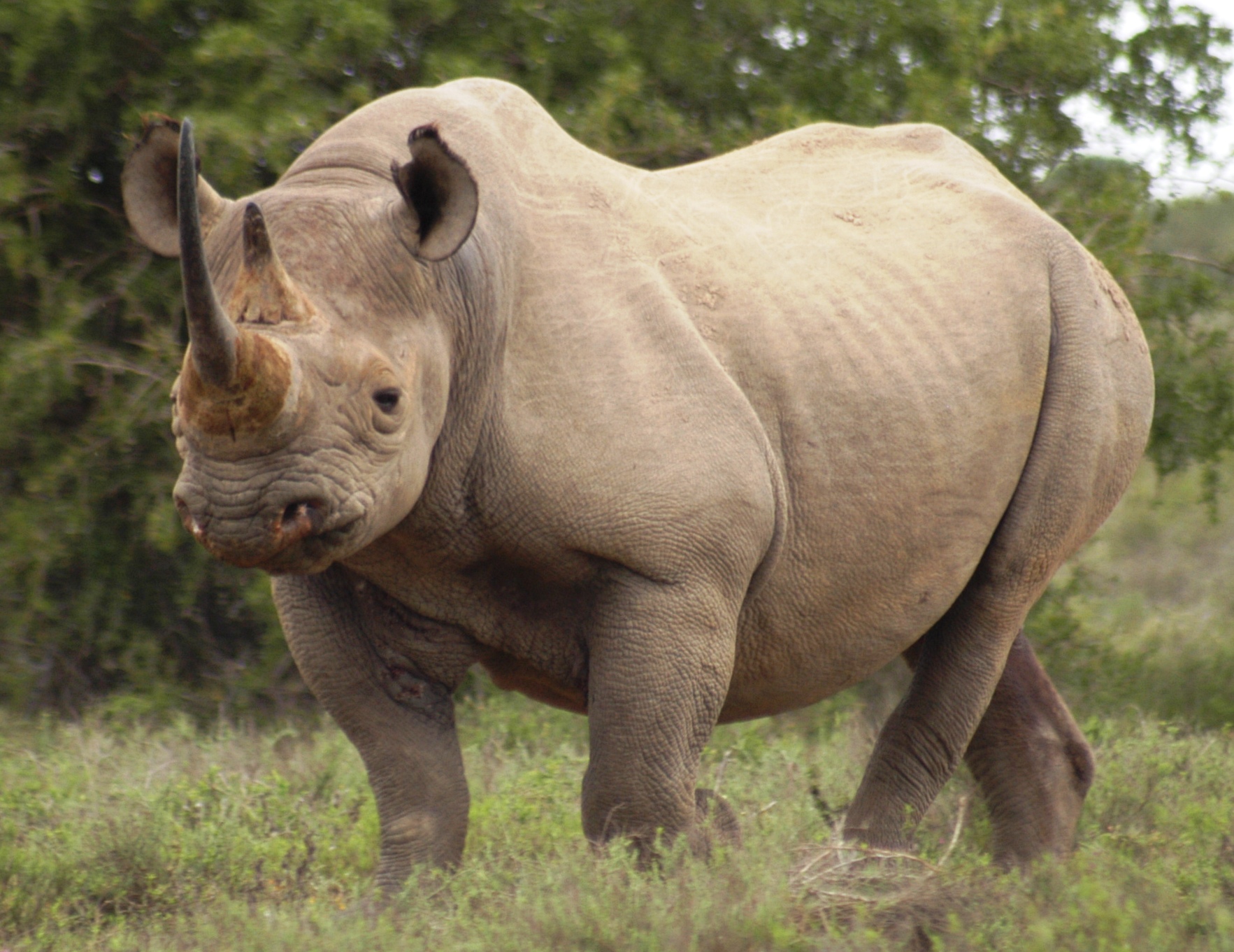 Black rhino