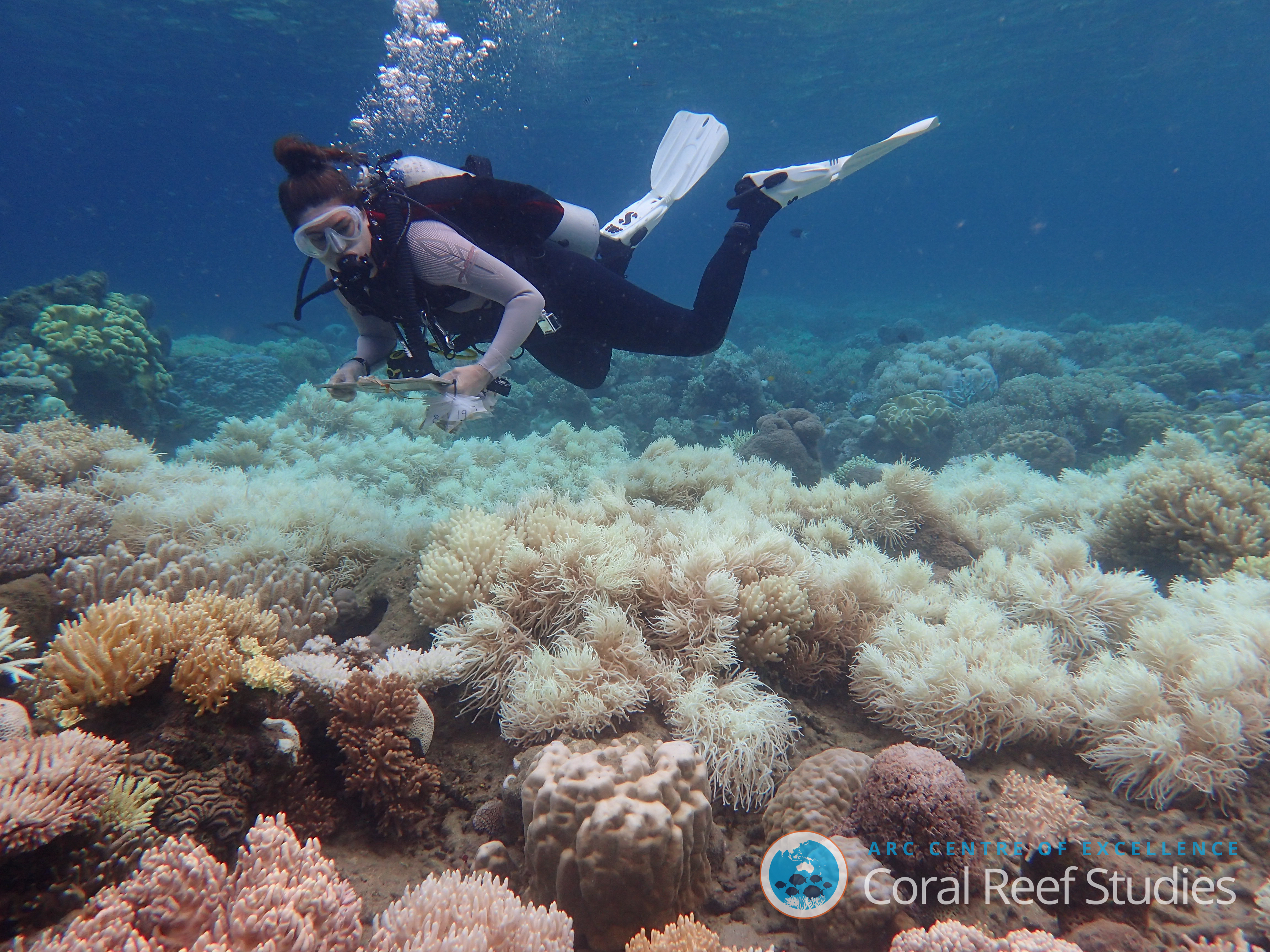 Diver inspecting coral