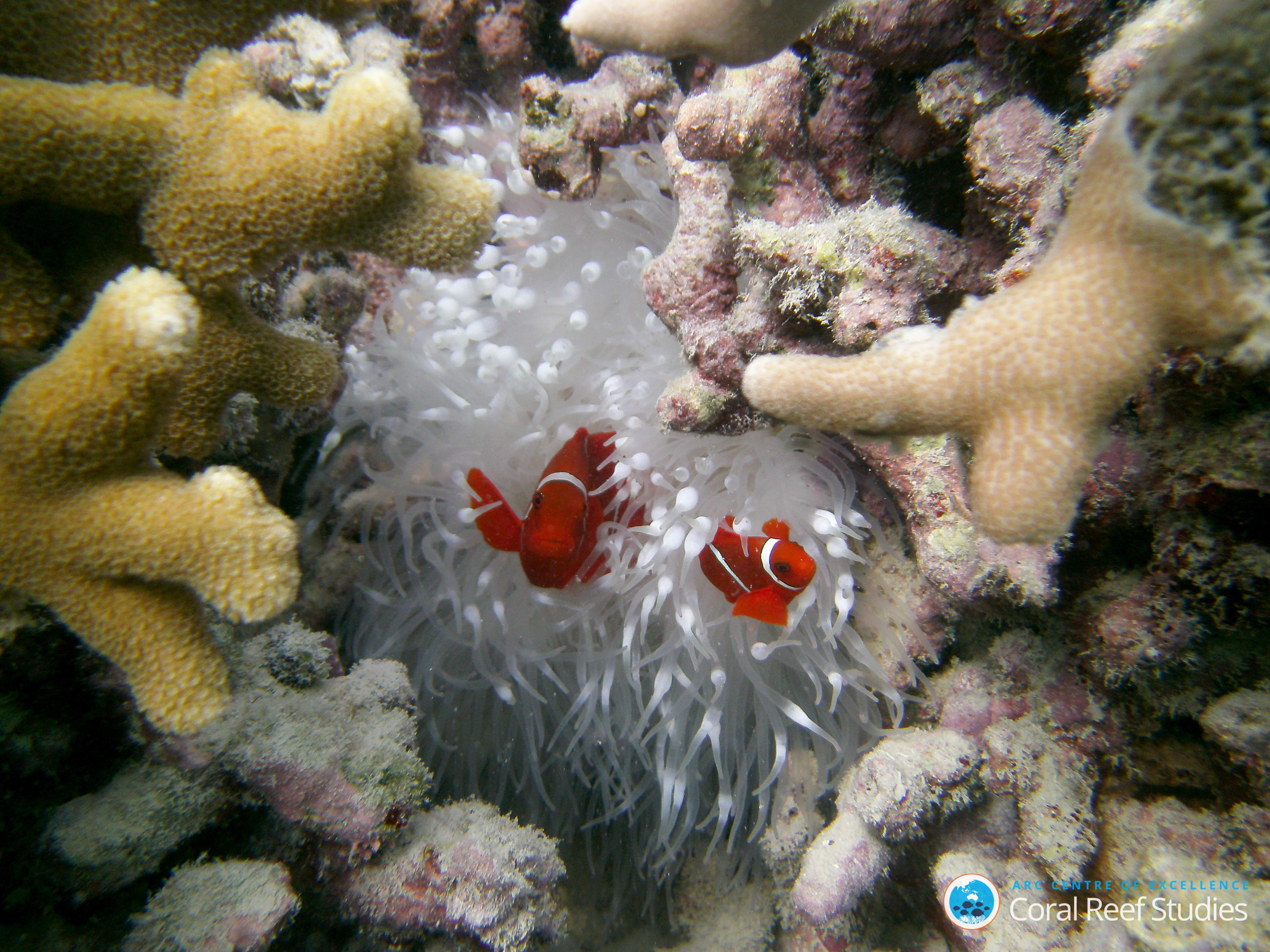 Clown fish