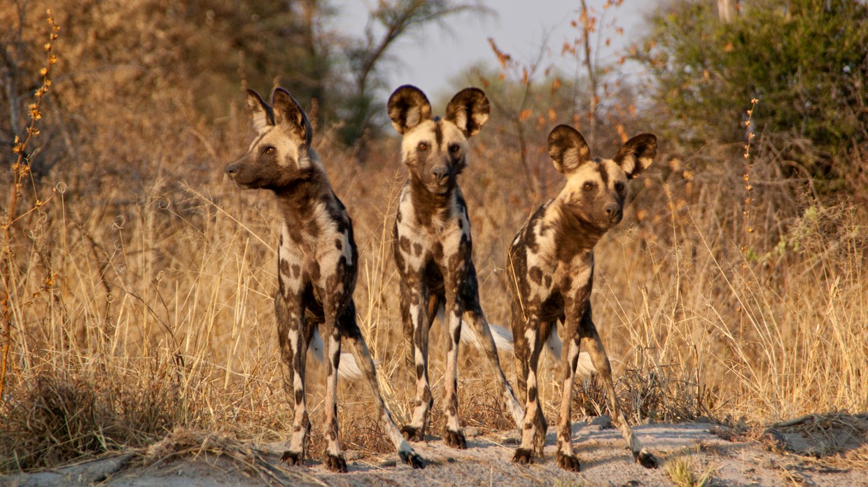 African wild dogs