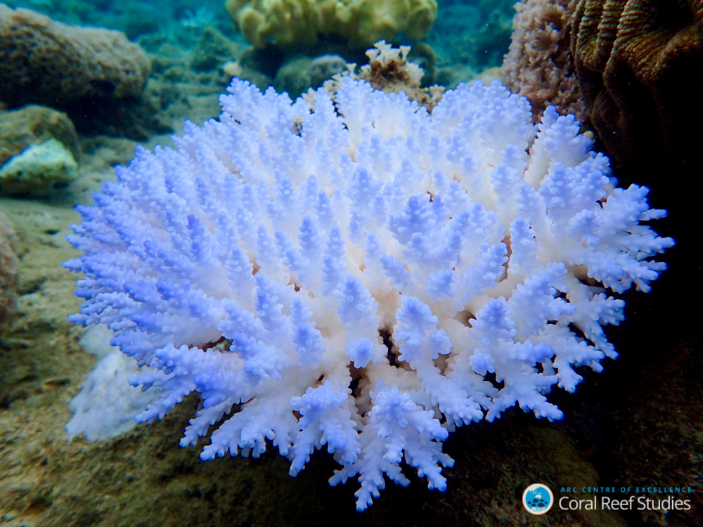 Coral