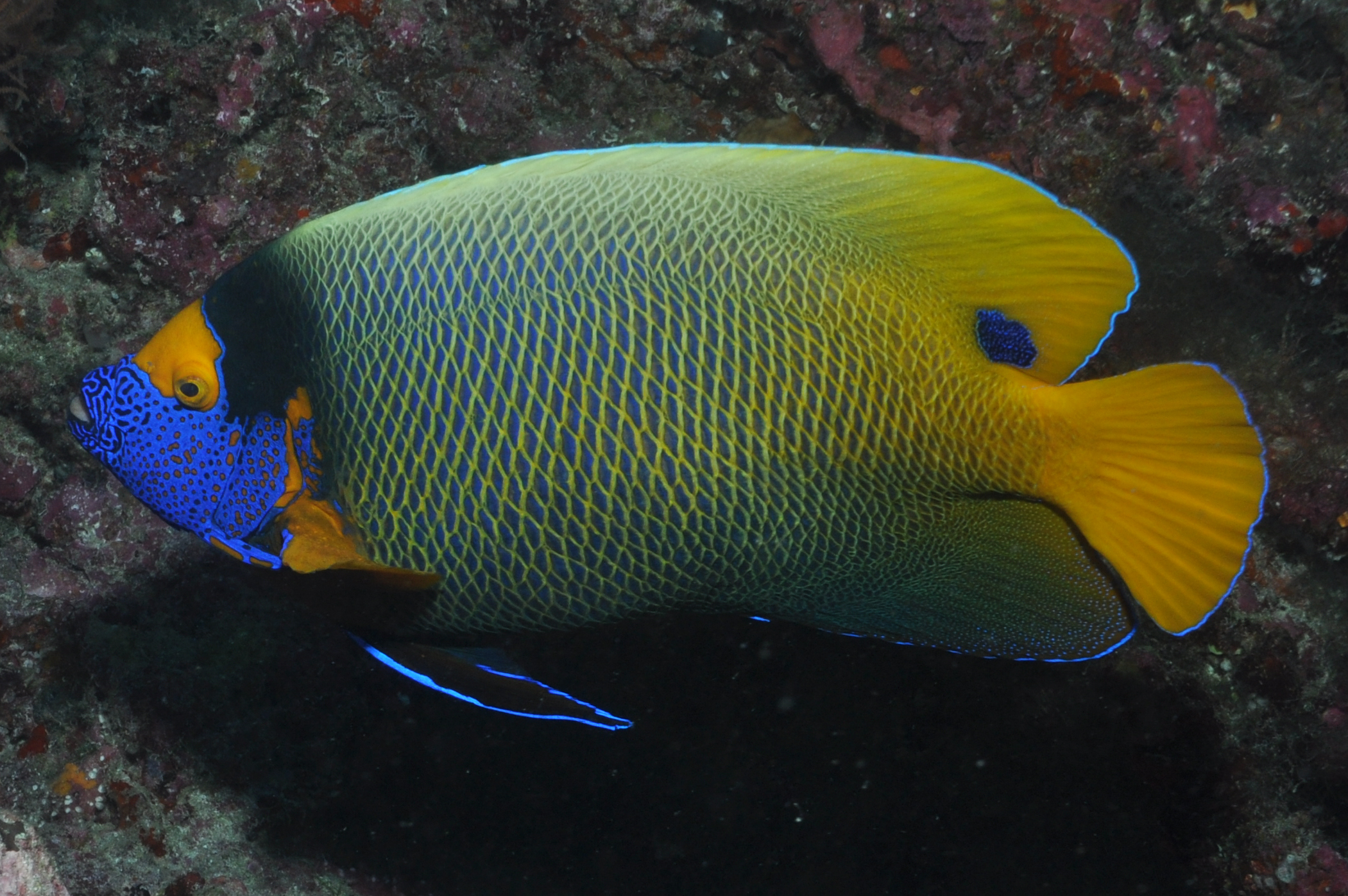 Blueface angelfish