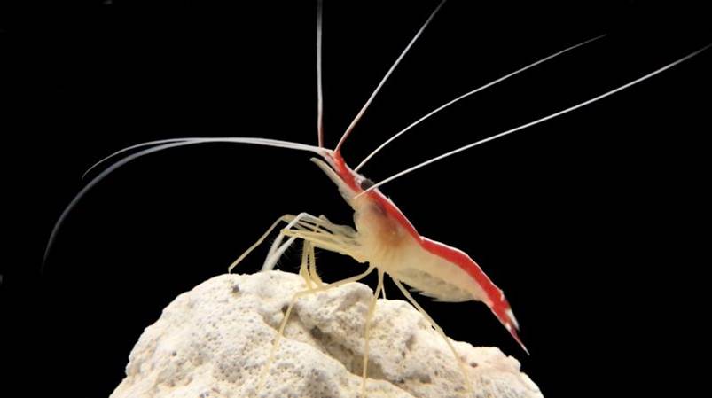 Shrimp