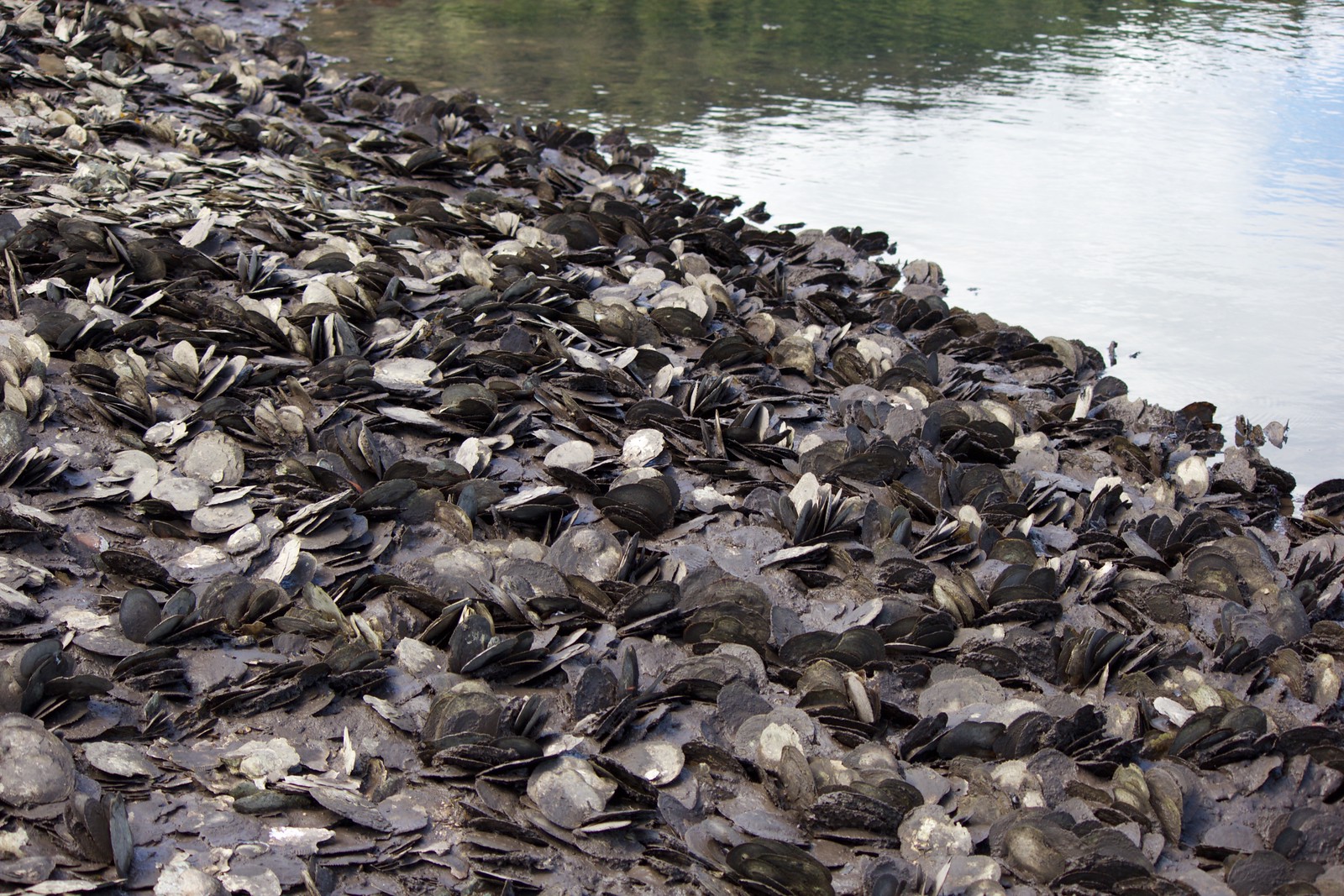 Oyster bed