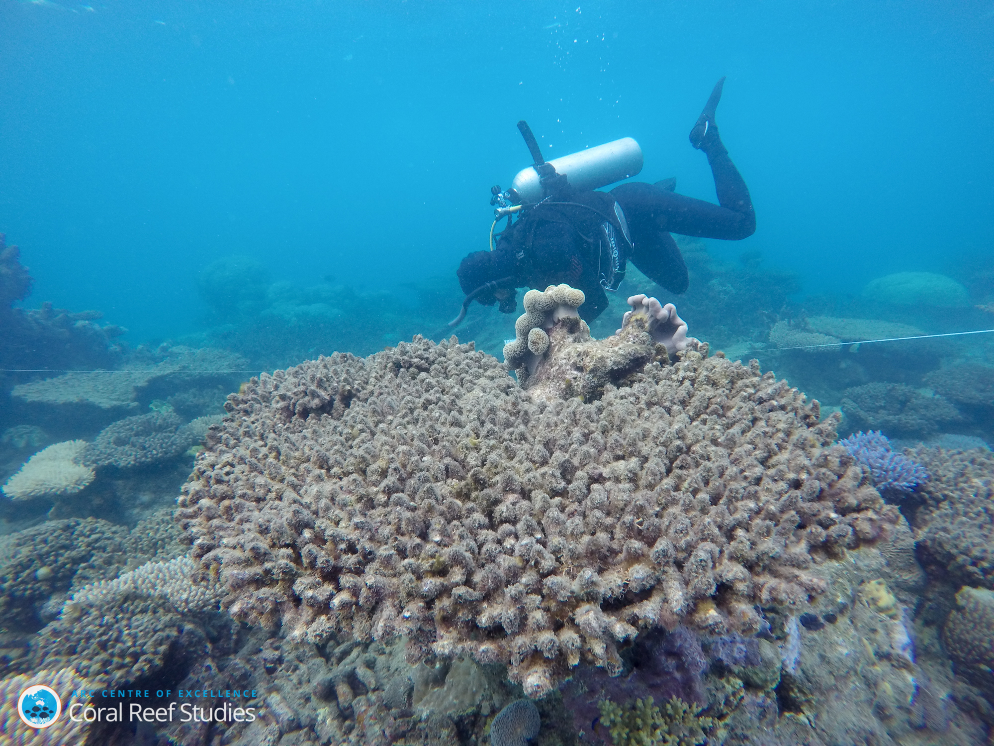 Coral bleaching