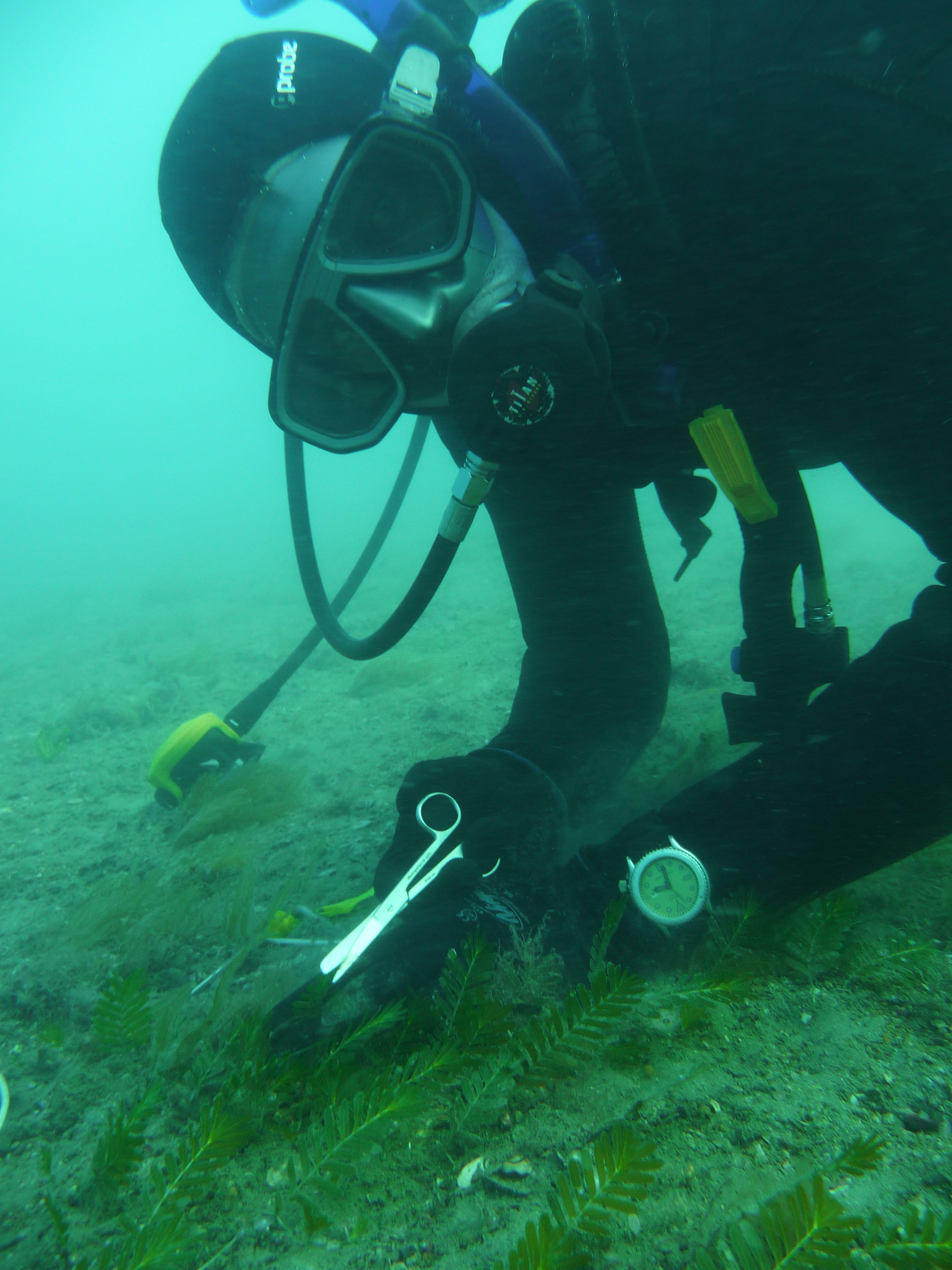 Diver